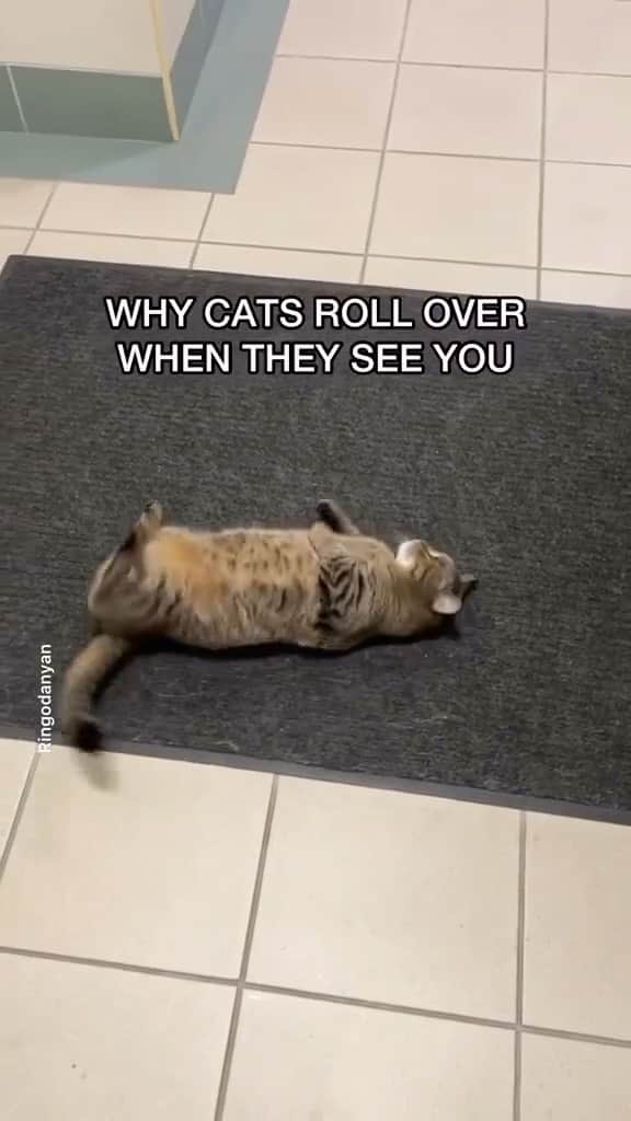 Cute Pets Dogs Catsのインスタグラム：「Lies it’s a trap for you to touch the belly and they bunny kick your hand and bite you 😂  Credit: ringodanyan (tiktok)  For all crediting issues and removals pls DM . DM us for advertising and promotion 🎁 #kittens_of_world and follow us to featured. 😸  Note: we don’t own this video, all rights go to their respective owners. If owner is not provided, tagged (meaning we couldn’t find who is the owner), pls DM and owner will be tagged shortly after.」
