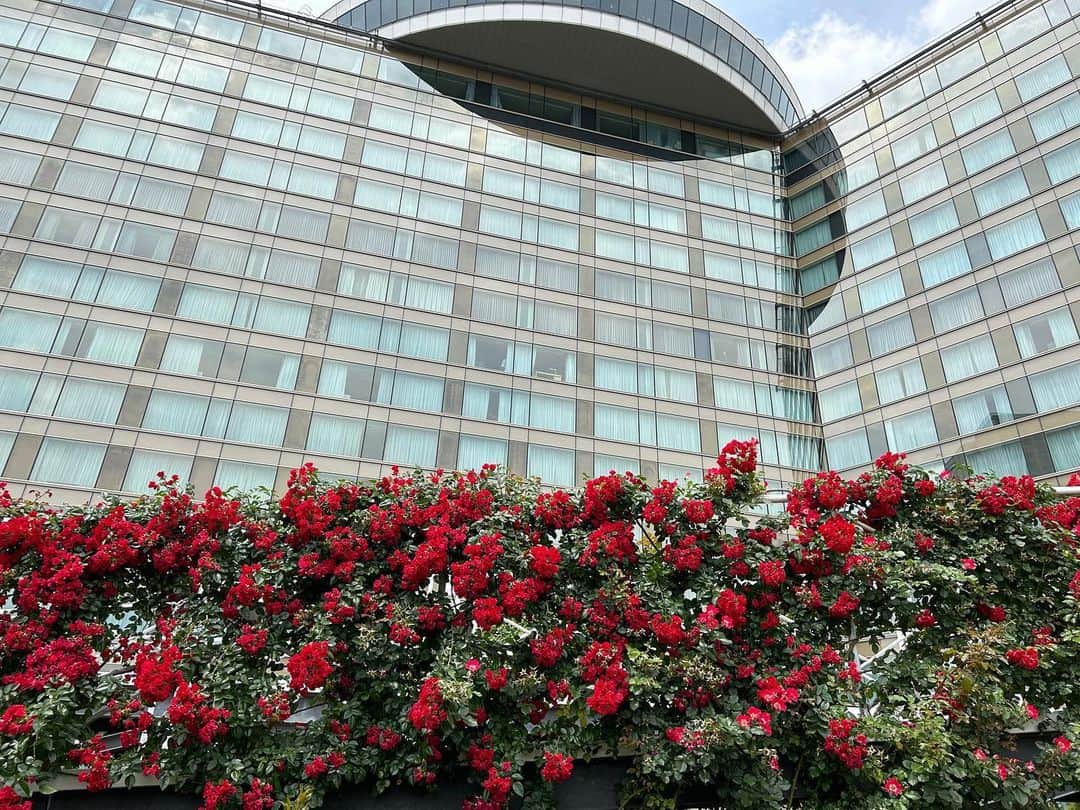 ホテル ニューオータニさんのインスタグラム写真 - (ホテル ニューオータニInstagram)「【本日6/2は #ローズの日 🌹】  30種3万輪のバラが咲き誇る屋上庭園Red Rose Gardenを限定公開する「レッドローズガーデンスペシャルマンス」は、今週末6/4 （日）までです。  都心の"秘密の花園"で、優雅なひとときをお過ごしください。  ◇ご予約・詳細は@hotelnewotanitokyo プロフィールのURLより「Red Rose Garden」バナーをタップ👆  April 29 (Sat., holiday) - June 4 (Sun.), 2023  The Red Rose Garden, is a rooftop garden with 30,000 roses of 30 different varieties in full bloom. The garden will be opened to select guests.  Please enjoy a moment of natural beauty and elegance in this "secret garden" in the heart of the city.  For reservations and details, click the "Red Rose Garden" banner from the URL in @hotelnewotanitokyo's profile👆.  《レッドローズガーデンスペシャルマンス🌹》  期間：2023年4月29日（土・祝）～6月4日（日） 時間：10:00～18:00（最終入場17:30）  入園対象者： ♦ニューオータニクラブ会員の皆さま（ご同伴のお客さまは2名さままで） ♦ホテルニューオータニ（東京）にご宿泊中のお客さま ♦レッドローズガーデン入場券付レストランプランをご利用のお客さま ♦ご記入済みのニューオータニクラブ入会申込書をご持参の方（1グループ3名さままで） ♦ニューオータニクラブVISAカードのオンライン入会お申し込みをお済みの方（1グループ3名さままで） ※お申込番号やお申し込み受付のお知らせメールなど、ご証明のものをご提示いただきます。 ※混雑時や婚礼の写真撮影時などは入場制限を実施しますので、お待ちいただく場合がございます。   #レッドローズガーデン #ローズガーデン #バラ園 #バラ #バラのある暮らし #ガーデニング  #rosegarden #roses #redrosegarden  #ホテル #東京ホテル #ホテルステイ  #ホテルニューオータニ #ニューオータニ #hotelnewotani #newotani #赤坂見附 #赤坂 #四ツ谷 #紀尾井町  #tokyo #japan #tokyotrip  #tokyotravel #tokyohotel  #virtualtour #forbestravelguide #futuretravelguide #thepreferredlife」6月2日 21時33分 - hotelnewotanitokyo