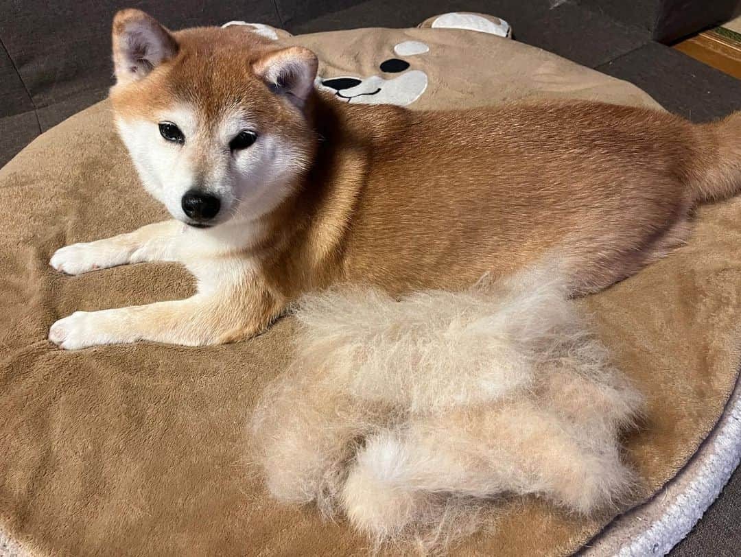 青木美奈実のインスタグラム：「ちょっとブラッシングしただけ  #換毛期の柴犬 #換毛期しば #柴犬 #柴犬部 #柴犬のいる暮らし #柴犬女の子 #しばいぬ #柴犬ブラッシング #柴犬7歳 #shibastagram #shibainu #愛媛の柴犬さくらちゃん」