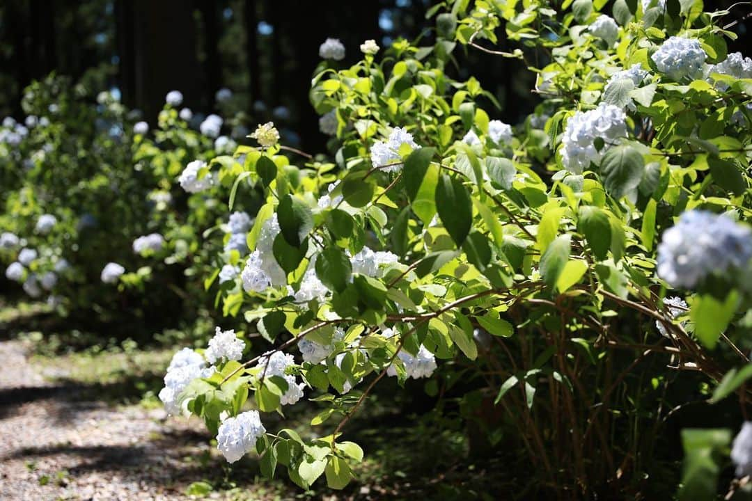 朝風れいさんのインスタグラム写真 - (朝風れいInstagram)「🌿🩵🤍💙🩷💜🌿  広ーい敷地の中に、たくさんの紫陽花💠💠💠  ひと月あるあじさい園の中で、池に浮かぶ〝あじさい池〟が見られるのは後半だけ。  2年前、私は特に終わりがけに行ったので、園内の紫陽花は少し数も減り、元気ない子もいました🫠ｶﾗｶﾗよぉ（笑） それでも充分に綺麗なもの、沢山見られました🥰🥰🥰  森の中に元気に咲いている紫陽花が見たいか、池に浮かぶ、モネのような世界を見たいか…どっちもいいね‪‪(൦◟̆◞̆൦)♡‧˚₊*̥  あれからもうすぐ2年だよー🥹 お菓子つまみながら、夜一緒に語り合ったのも懐かしい🫶 @maorine.japon  #flowers #hydrangea #beautiful #beautifulflowers #color #colorful #japan #iwate #ajisai #michinokuajisaien #紫陽花 #紫陽花園 #あじさい #あじさい園 #岩手 #みちのくあじさい園 #2年前」6月2日 23時03分 - rei.wd