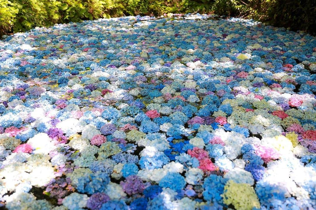 朝風れいのインスタグラム：「🌿🩵🤍💙🩷💜🌿  広ーい敷地の中に、たくさんの紫陽花💠💠💠  ひと月あるあじさい園の中で、池に浮かぶ〝あじさい池〟が見られるのは後半だけ。  2年前、私は特に終わりがけに行ったので、園内の紫陽花は少し数も減り、元気ない子もいました🫠ｶﾗｶﾗよぉ（笑） それでも充分に綺麗なもの、沢山見られました🥰🥰🥰  森の中に元気に咲いている紫陽花が見たいか、池に浮かぶ、モネのような世界を見たいか…どっちもいいね‪‪(൦◟̆◞̆൦)♡‧˚₊*̥  あれからもうすぐ2年だよー🥹 お菓子つまみながら、夜一緒に語り合ったのも懐かしい🫶 @maorine.japon  #flowers #hydrangea #beautiful #beautifulflowers #color #colorful #japan #iwate #ajisai #michinokuajisaien #紫陽花 #紫陽花園 #あじさい #あじさい園 #岩手 #みちのくあじさい園 #2年前」