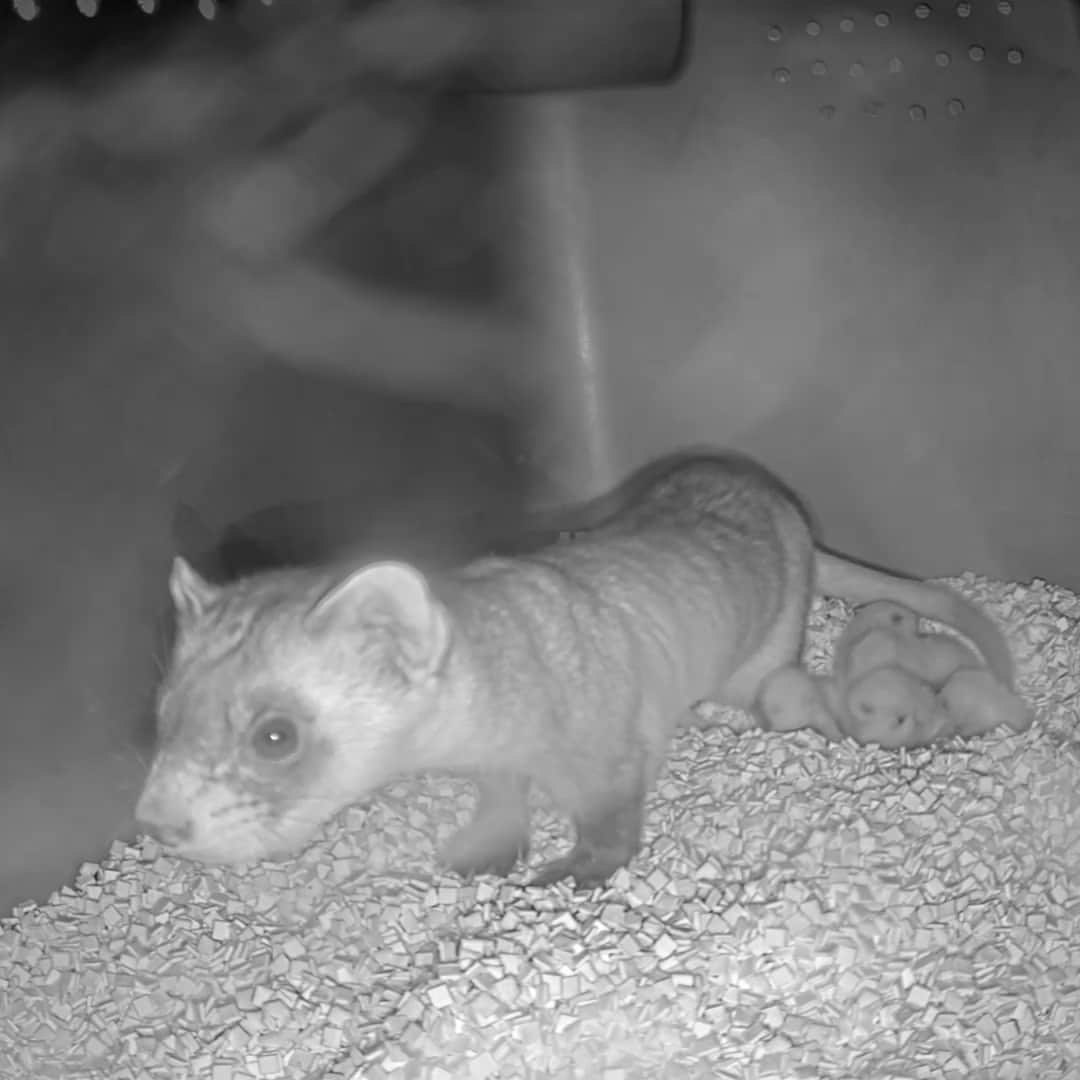 スミソニアン国立動物園さんのインスタグラム写真 - (スミソニアン国立動物園Instagram)「Check out adorable newborn kits on our Black-Footed Ferret Cam 🥰! Hickory, a 1-year-old black-footed ferret, gave birth to her first litter on May 27. 💻 Tune in: Link in profile!  *** Black-footed ferrets are endangered and presumed extinct until 1981 when a colony was discovered in Wyoming. Since 1988, our team has participated in U.S. Fish and Wildlife Service’s cooperative breeding and reintroduction program, helping increase the genetic diversity in the black-footed ferret population using artificial insemination and cryopreserved sperm. All black-footed ferrets today — in human care and in the wild — are descendants of the 18 individuals brought into human care to prevent the species from going extinct.  📸Photo: Black-footed ferret female Hickory standing inside a nest box as her kits snuggle up next to her.」6月2日 23時30分 - smithsonianzoo