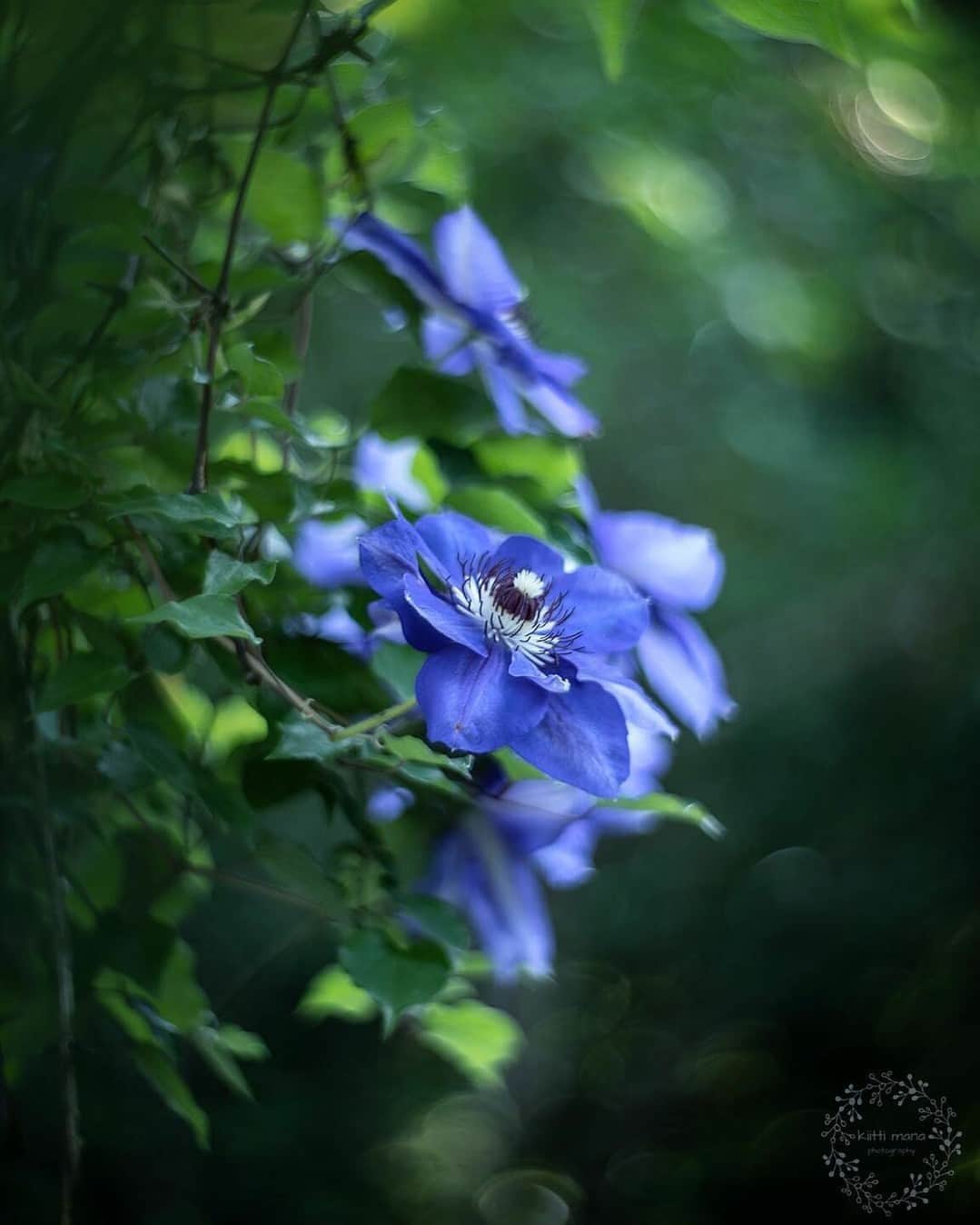 花の写真館のインスタグラム：「Photo by @kiitti_mana. https://instagram.com/kiitti_mana/ . Original Post[投稿いただいたURL] https://www.instagram.com/p/CeGp6Psv3ZM/ . 本アカウントは、 #私の花の写真 をつけてInstagramに投稿された皆さまの花の写真や、「花の写真館」Facebookページで投稿された花の写真を紹介します。 「花の写真館」Facebookページは、「 @floral.photograph 」のプロフィールにあるURLからご覧ください。 . ※各種法令、マナー、関係者の指示に従った撮影をお願いします。 *Please ensure that your photography adheres to all relevant laws, etiquette, and instructions issued by authorized persons. ※本アカウントは東京カメラ部がFacebook、Instagramのサービスを利用して運営しているもので、Meta社・Instagramとは一切関係ありません。 . #花の写真館 #floralphotograph #floralphoto #flower #flowers Follow: @floral.photograph」