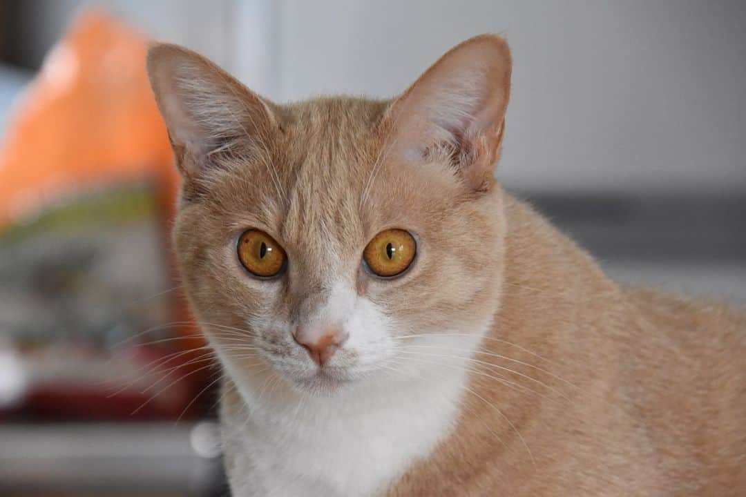 halmeのインスタグラム：「#デジイチ　なんです😅　しつこい❗️🙏 むぎの目の色、その通りに撮れた💛  私を癒してくれるむぎ。 ドーンとした性格で物事に動じない。甘え上手で写真嫌いなむぎ。 決して美猫ではないけど、好きたんだなぁ😊 #元保護猫 #湘南の猫」