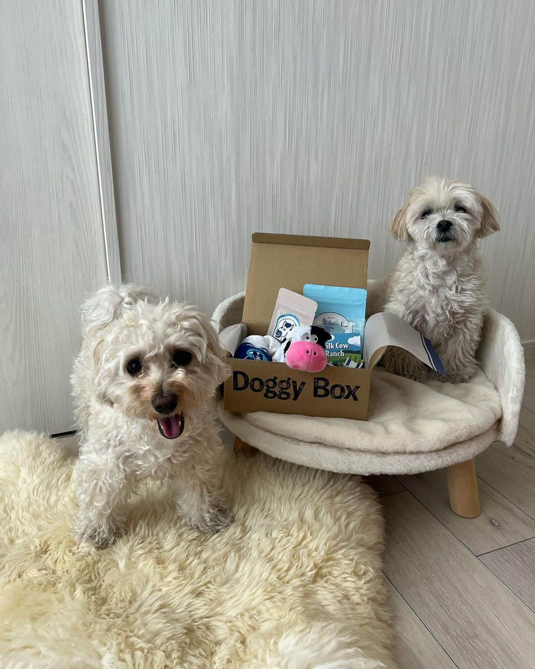 山田菜々さんのインスタグラム写真 - (山田菜々Instagram)「今月の @doggybox_jp 📦  毎月新しいおもちゃとおやつ🍭 今月は虫除けスプレーも✨  こまちは中身が気になって写真撮るの大変でした🥹 ゆきちはずーっと待てができるお利口なの🫰✨笑  今月もいっぱいあそぼうね〜♡ 喜ぶ顔がみれて嬉しい🤭！  #doggybox #ドギボ #PR」5月19日 18時10分 - tannana.yamada