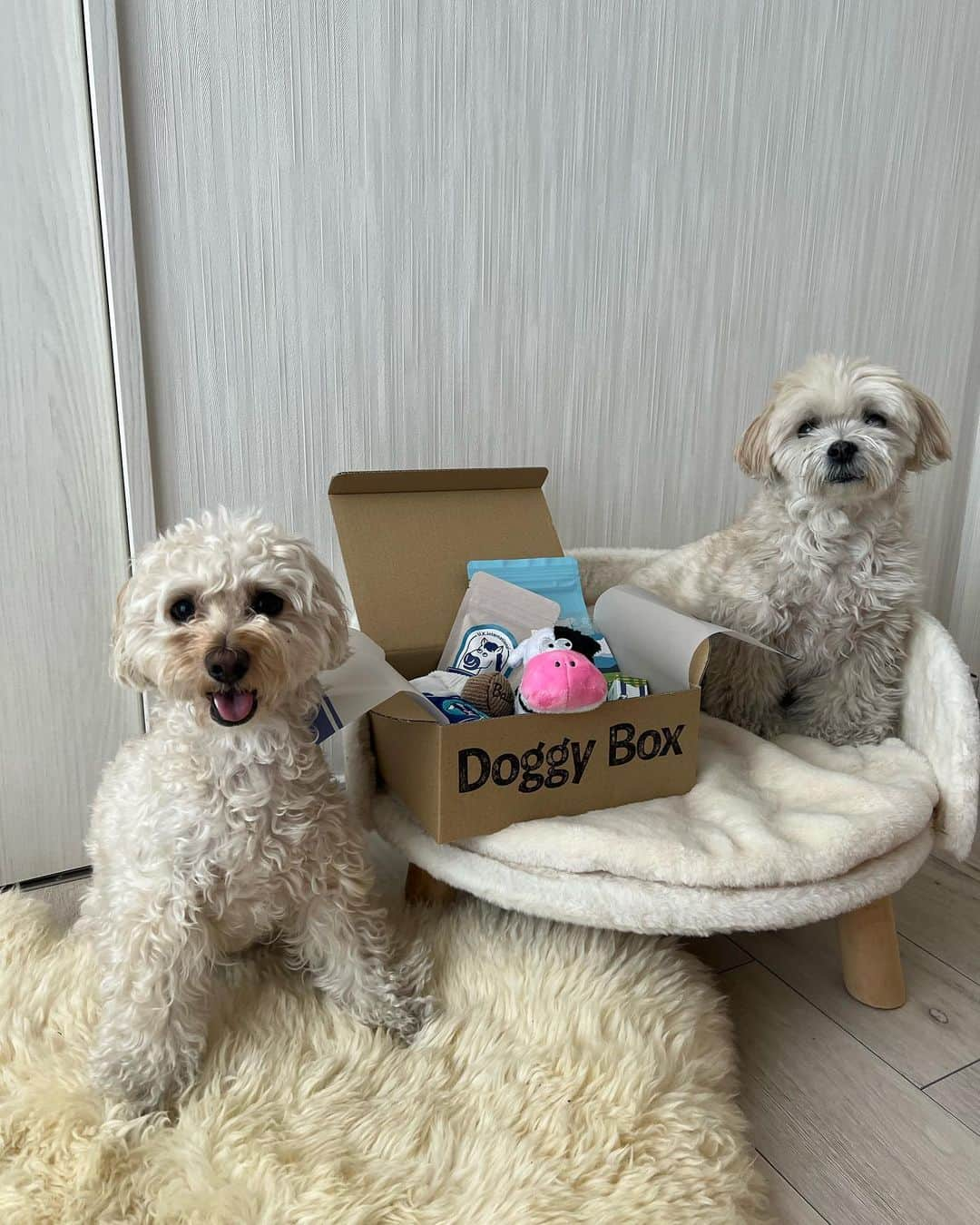 山田菜々さんのインスタグラム写真 - (山田菜々Instagram)「今月の @doggybox_jp 📦  毎月新しいおもちゃとおやつ🍭 今月は虫除けスプレーも✨  こまちは中身が気になって写真撮るの大変でした🥹 ゆきちはずーっと待てができるお利口なの🫰✨笑  今月もいっぱいあそぼうね〜♡ 喜ぶ顔がみれて嬉しい🤭！  #doggybox #ドギボ #PR」5月19日 18時10分 - tannana.yamada