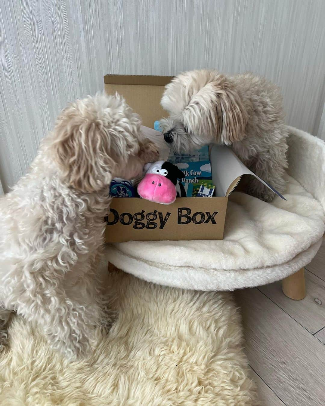 山田菜々さんのインスタグラム写真 - (山田菜々Instagram)「今月の @doggybox_jp 📦  毎月新しいおもちゃとおやつ🍭 今月は虫除けスプレーも✨  こまちは中身が気になって写真撮るの大変でした🥹 ゆきちはずーっと待てができるお利口なの🫰✨笑  今月もいっぱいあそぼうね〜♡ 喜ぶ顔がみれて嬉しい🤭！  #doggybox #ドギボ #PR」5月19日 18時10分 - tannana.yamada