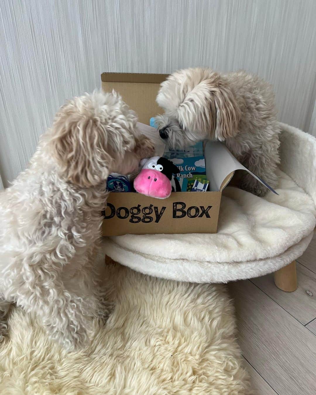 山田菜々のインスタグラム：「今月の @doggybox_jp 📦  毎月新しいおもちゃとおやつ🍭 今月は虫除けスプレーも✨  こまちは中身が気になって写真撮るの大変でした🥹 ゆきちはずーっと待てができるお利口なの🫰✨笑  今月もいっぱいあそぼうね〜♡ 喜ぶ顔がみれて嬉しい🤭！  #doggybox #ドギボ #PR」