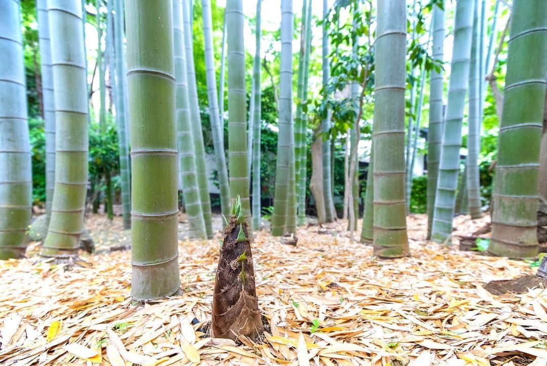 八芳園さんのインスタグラム写真 - (八芳園Instagram)「七十二候では立夏の末候「竹笋生 (たけのこしょうず)」の頃。  ５月から６月頃にかけて、 日本が原産の「真竹」の筍が出てくる頃と言われています。  筍は成長が早く一晩でひと節伸び、 およそ30日で筍が竹になるそうです。  八芳園の竹林でも、土の中から筍が顔を出しております。  🍃🍃🍃  #八芳園 #happoen #竹林 #竹 #七十二候 #竹笋生 #日本庭園 #🎋 #flowerstagram #flower_daily #花のある暮らし #筍 #日本の風景  #カメラ部 #キリトリセカイ #写真好きな人と繋がりたい #カメラ好きな人と繋がりたい #ファインダー越しの私の世界  #japanesegarden #tokyotokyo #tokyotrip #japan_of_insta #jp_mood #jp_gallery #dreamyphoto #wonderful_places #bestphoto_japan #japan_daytime_view #bamboo」5月19日 18時31分 - happoen