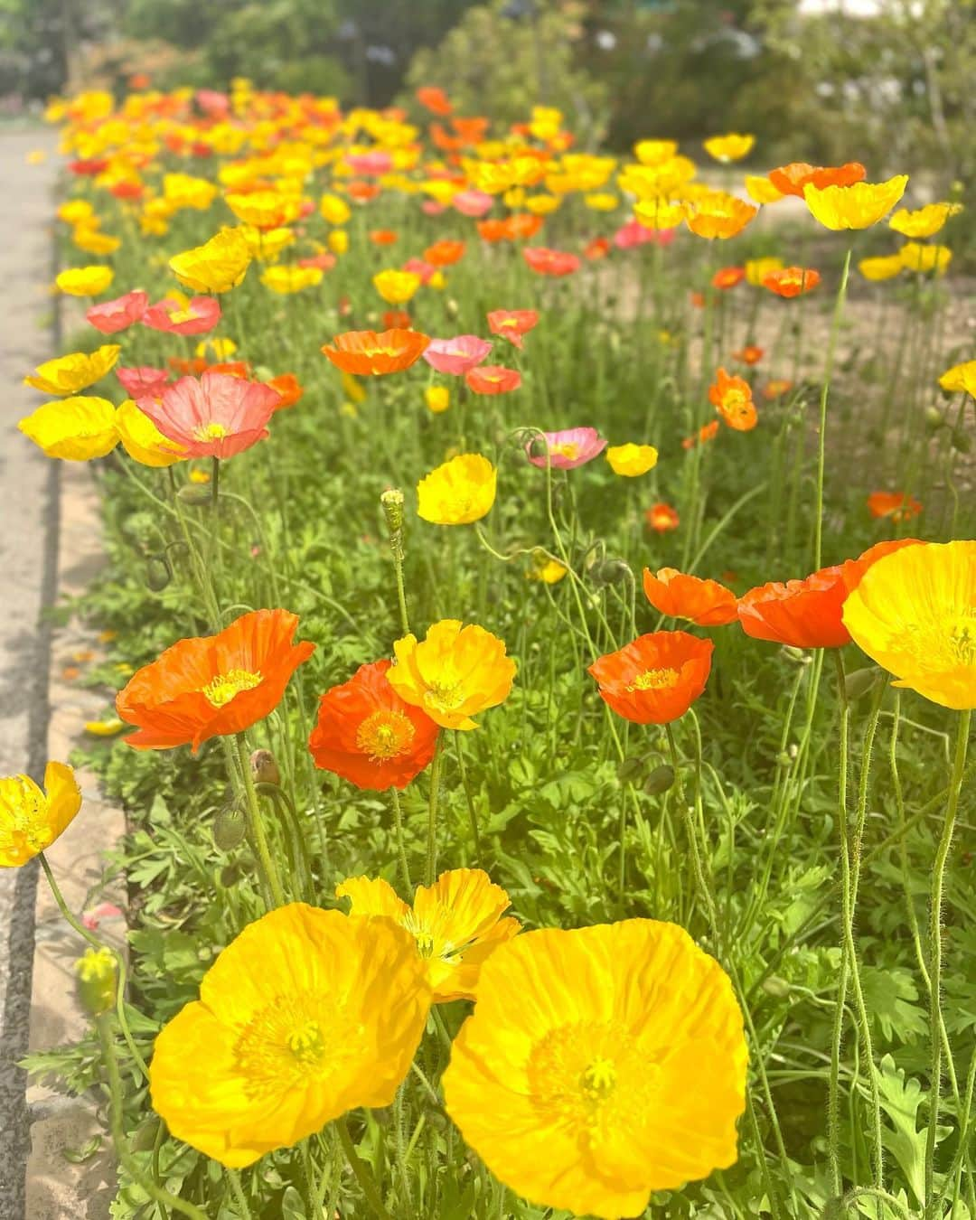 長野美郷さんのインスタグラム写真 - (長野美郷Instagram)「春恒例！（わたしの） お花スポット巡り🌷  今年は行けました！🥹  実はGWに藤の花をお目当てに出かけましたが もうほぼピークが過ぎており🥹 今年は暖かくて早かったみたい。 ただ その分バラが見頃を迎えていて いろんな種類のバラが咲き乱れていました🌹😇  チョコの香りがする チョコレートコスモスも😋  最後はやっぱり 花も団子も、ということで ソフトクリーム🍦  #春満喫 #花好き の#花巡り #花も団子も　欲しいのです。　#欲張り #あしかがフラワーパーク  #🌹 #みさ旅」5月19日 18時48分 - misato_nagano_1127