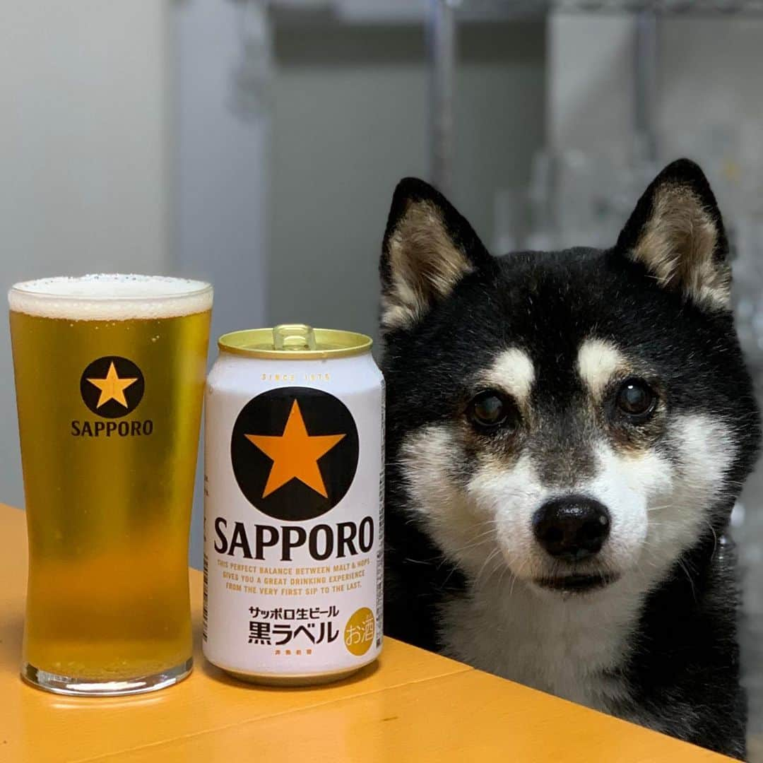 くろさんのインスタグラム写真 - (くろInstagram)「今週もお疲れちゃんでした🍺  ってか、明日は久々の休日出勤w しかもスーツなのでチョーめんどくさーww  #サッポロ黒ラベル #サッポロ生ビール黒ラベル #黒ラベル #サッポロビール #sapporobeer #⭐️SAPPORO #乾杯をもっとおいしく #柴犬 #黒柴 #黑柴 #晩酌犬 #カメラ目線犬 #わんこのいる暮らし #柴犬のいる暮らし #黒柴のいる暮らし #イッヌのいる暮らし #kuroshiba #blackshiba #shibainu #shibadog #shibastagram #instadog #dogstagram #beerdog #豆太郎麦酒 #モデル犬 #オファーお待ちしております」5月19日 18時54分 - m6bmw