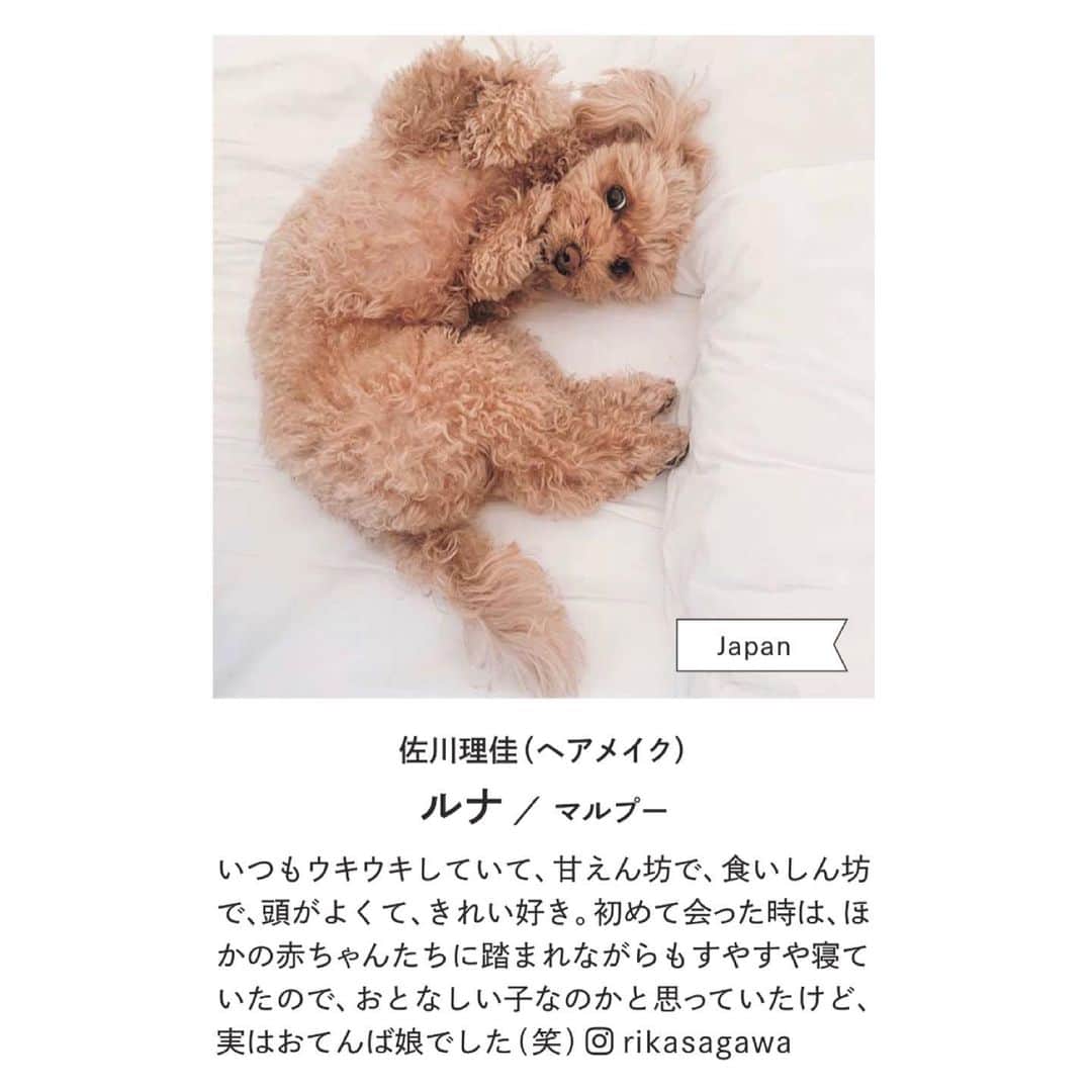 佐川理佳のインスタグラム：「FIGARO début❤️ @madamefigarojapon   “幸せな、犬との暮らし。”  本当に、毎日幸せをありがとう❤️ あなたと出会って、仕事しかしてなかったみたいな私の人生がとっても豊かなものになりました❤️」