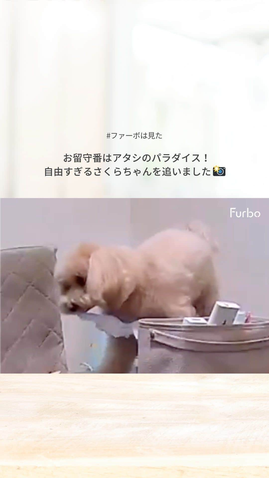 Furbo ドッグカメラのインスタグラム