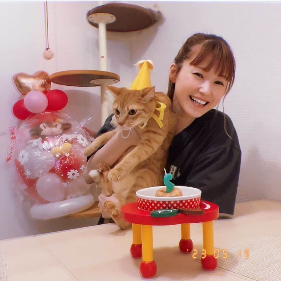 Kecoriのインスタグラム：「こむぎ2歳になりました🎊🎂お誕生日おめでとう㊗️✨ ちっこいのに一丁前に2歳です。 これからもずっと一緒にいようね！！ 大好き✨✨ @kecomugi.519   けこりママより。  #こむぎ#保護猫#ケーキ食べないから初めてのチュールタワー#モリモリ食べてた#茶トラ#大好き#2歳#家族」