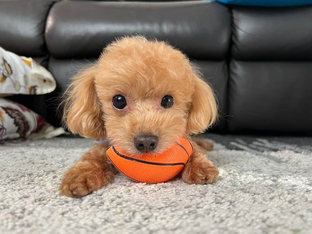 榎本遼香のインスタグラム：「- Happy birthday Moca💐　  毎日かわいい。 ゆっくり成長してね🐶🫧  #toypoodle  #mysweetdog」