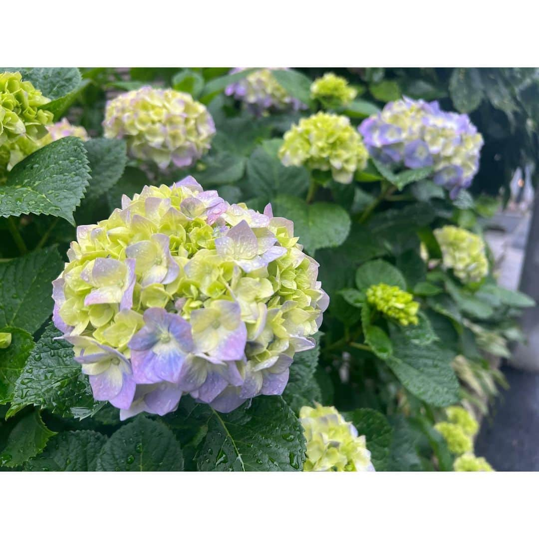 秋本祐希さんのインスタグラム写真 - (秋本祐希Instagram)「いつもの散歩道 ご近所の紫陽花が色づいてきました。 実家の裏庭にもたくさん咲いていて 小さな頃  私の顔よりも大きく咲いた紫陽花を 幼稚園に持って行っていた事をこの季節になると 毎年思い出す☺︎ #紫陽花 #hydrangea #思い出」5月19日 10時47分 - ayuuki0908