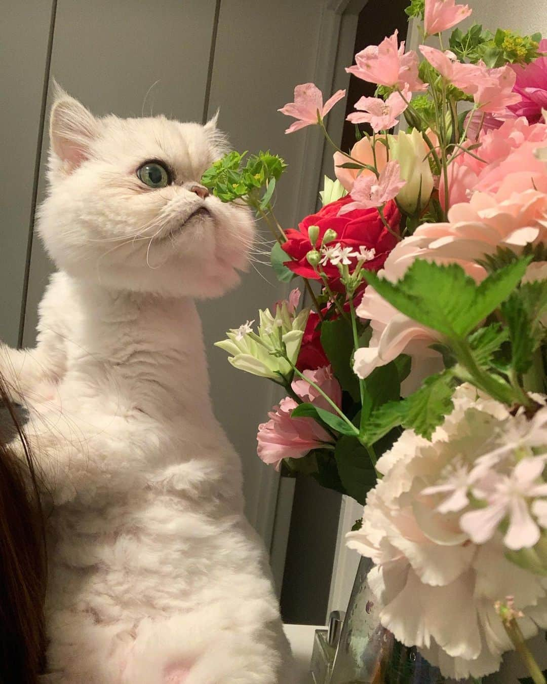 BeBeさんのインスタグラム写真 - (BeBeInstagram)「🐱 + 🌷🌸🌼 = Meowderful 2023 spring🩷 ちょっとご機嫌悪そうだけどどれも表情豊かでかわいい🥺🩷　#cat #kitty #kittycat #meow #ilovecat #instacat  #catsofinstagram #petsofinstagram #kittensofinstagram #猫　#persiancat #kawaii」5月19日 11時53分 - _bebethecat_