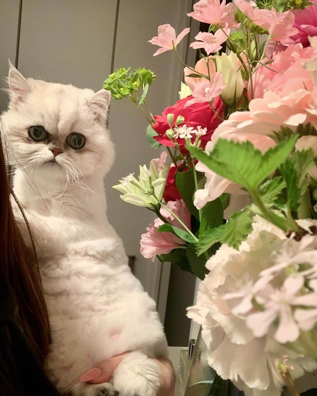 BeBeさんのインスタグラム写真 - (BeBeInstagram)「🐱 + 🌷🌸🌼 = Meowderful 2023 spring🩷 ちょっとご機嫌悪そうだけどどれも表情豊かでかわいい🥺🩷　#cat #kitty #kittycat #meow #ilovecat #instacat  #catsofinstagram #petsofinstagram #kittensofinstagram #猫　#persiancat #kawaii」5月19日 11時53分 - _bebethecat_