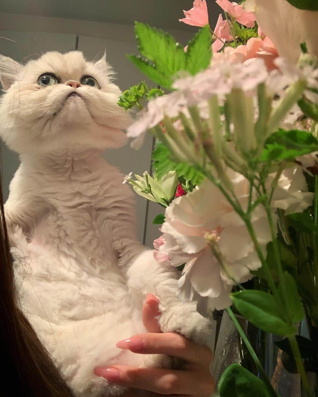 BeBeさんのインスタグラム写真 - (BeBeInstagram)「🐱 + 🌷🌸🌼 = Meowderful 2023 spring🩷 ちょっとご機嫌悪そうだけどどれも表情豊かでかわいい🥺🩷　#cat #kitty #kittycat #meow #ilovecat #instacat  #catsofinstagram #petsofinstagram #kittensofinstagram #猫　#persiancat #kawaii」5月19日 11時53分 - _bebethecat_