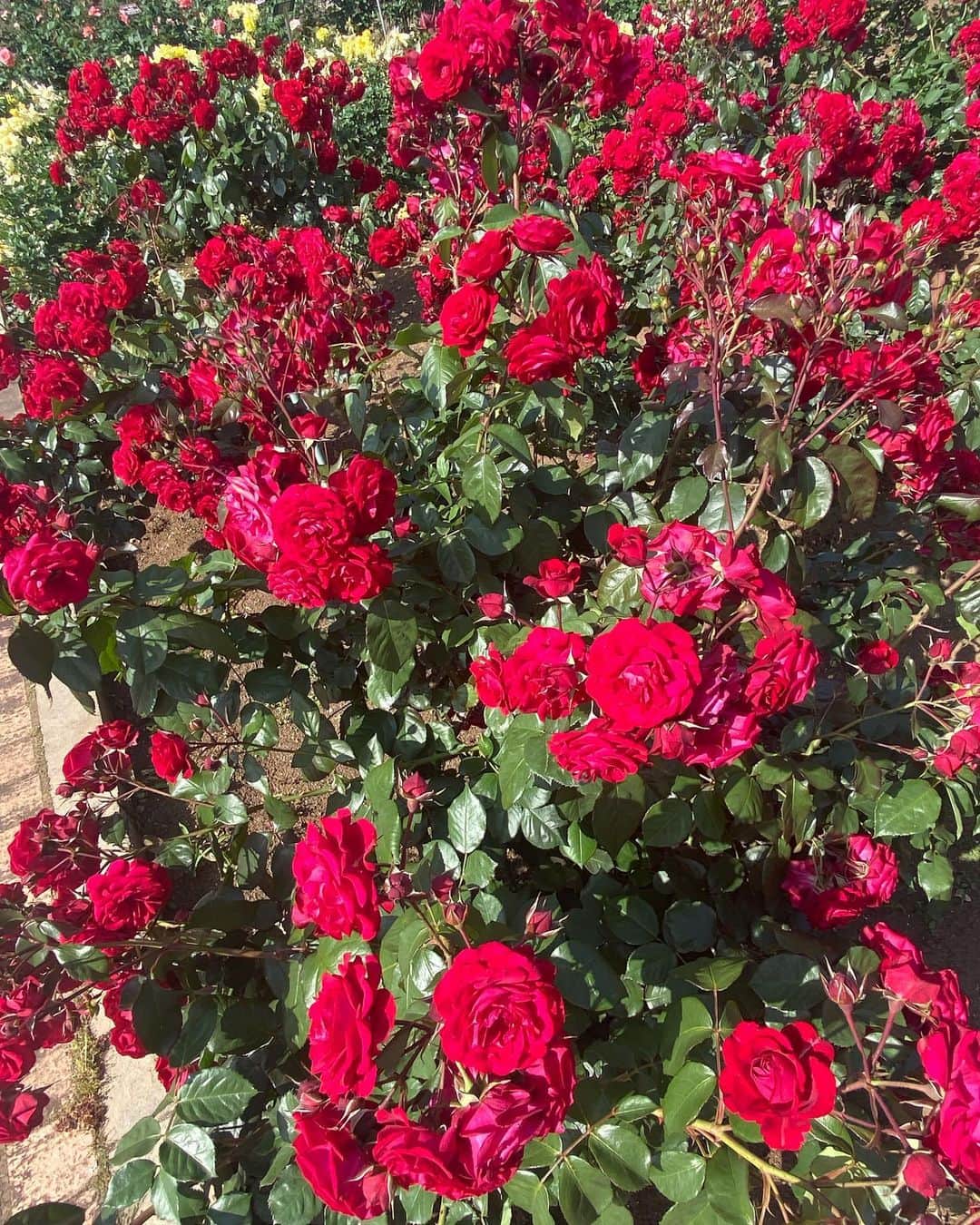 村上りいなさんのインスタグラム写真 - (村上りいなInstagram)「植物園にあるバラ園行ってきた🌹  バラって色も種類もたくさんあるけど花によって匂いも違うのは知らなかった！😲  バラの香りに包まれて癒されました。 青いバラが一番推しです。☺️  自然て好き。  #深大寺植物園 #rose #バラ #flowers #nature」5月19日 11時46分 - riina_murakami