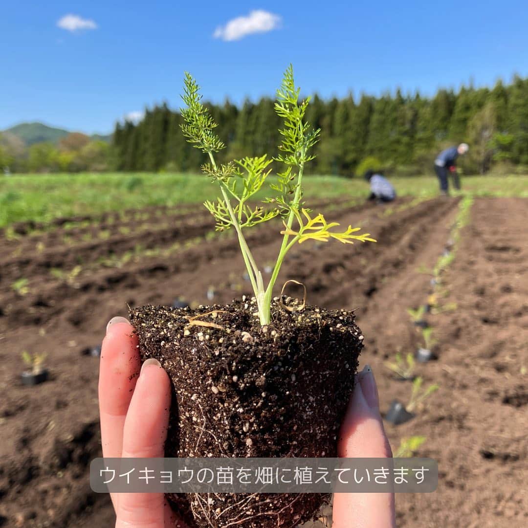 IGNIS イグニスさんのインスタグラム写真 - (IGNIS イグニスInstagram)「🌿白神研究所「産地からの便り」🌿ウイキョウの苗はふかふかの畑へ  5月は植え付けのシーズン！ 温室で十分な大きさと量に育った植物の苗を、 次は畑へ植えていきます。 今回植えた苗は、ウイキョウ。 今年も良く育ち、最高のコンディションで畑デビューです。  苗を植えている動画の手元にご注目！ 耕したばかりで土がふかふかしているのがわかりますか？  白神山地のふもとにある肥沃な土地だからこその、 このふっくらした土が植物をたくましくすこやかに育ててくれます。  植え付けは今年の植物の出来を左右する大事なポイントのひとつです。 毎年変わらない作業をしているように見えても、 より良い植物原料を育てるために 細かな改善を加えて少しずつ変化させています。  昨年畑に植えた2年目のウイキョウも芽を出しています。 今年植えた苗と比べてみてください。 昨年の間に地面の中に根をしっかり張り巡らせ、 茎は太く、葉の密度が高く、ずっしりとした立ち姿です。  しかし、ウイキョウが芽吹くということは、 雑草も芽吹くということ...。 ウイキョウの周りの栄養や日光を取られてしまわないよう、 早速、雑草を刈り取りました。  ✼••┈┈••✼••┈┈••✼ 植物の恵みを肌に届けるために。 植物を育むところからとことんこだわって。  白神研究所「産地からの便り」  研究員が綴る日記のアーカイブはプロフィールのURLか ハイライトからご覧いただけます🌿 @ignis_official ✼••┈┈••✼••┈┈••✼  #IGNIS #イグニス #白神研究所 #オーガニックファーム #こだわりの自然素材 #植物の力 #オーガニック #無農薬 #無農薬栽培 #白神山地 #栽培 #植物栽培 #白神産ウイキョウ #ウイキョウ #畑仕事 #苗植え #植え付け #トラクター #芽吹き #雑草取り #除草」5月19日 11時51分 - ignis_official