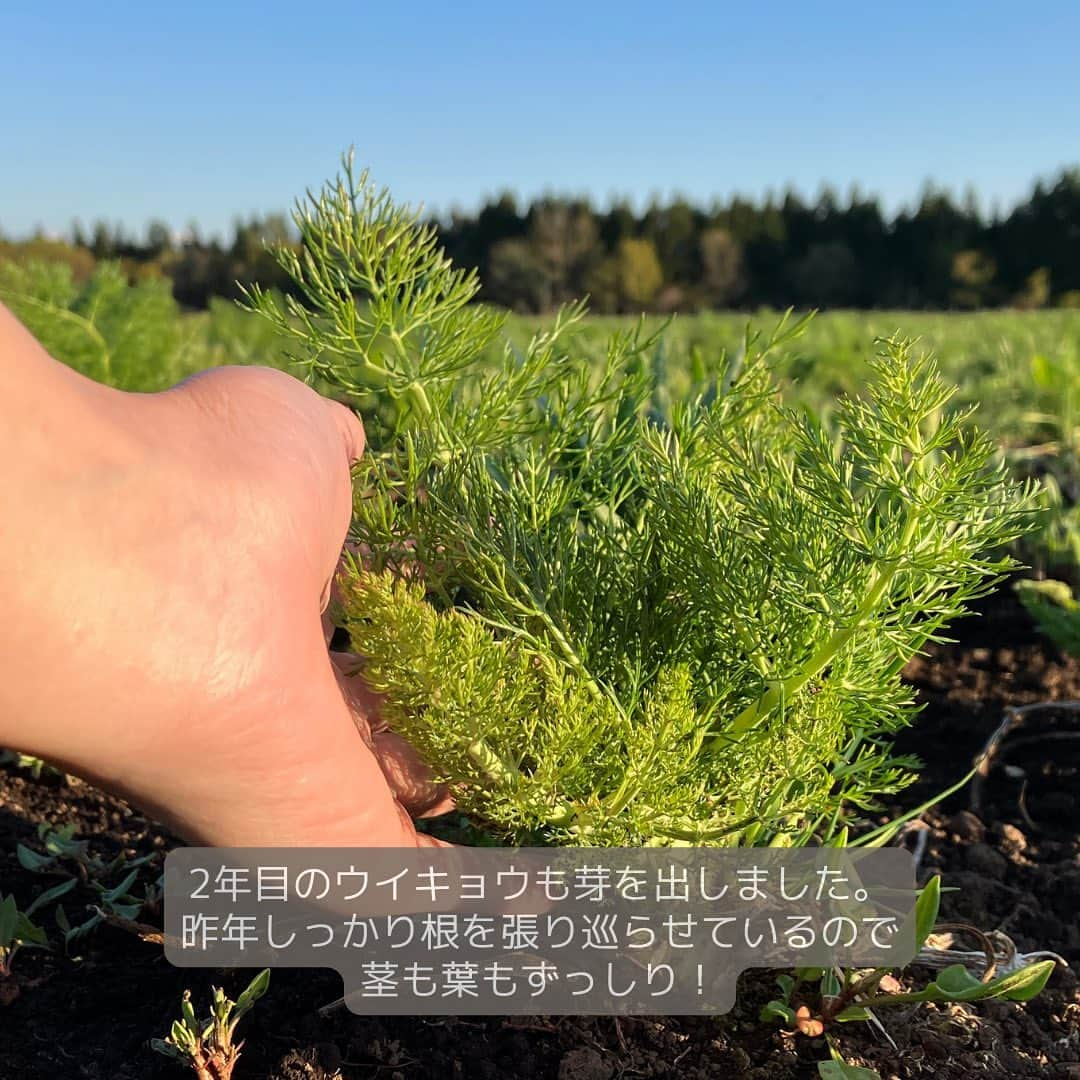 IGNIS イグニスさんのインスタグラム写真 - (IGNIS イグニスInstagram)「🌿白神研究所「産地からの便り」🌿ウイキョウの苗はふかふかの畑へ  5月は植え付けのシーズン！ 温室で十分な大きさと量に育った植物の苗を、 次は畑へ植えていきます。 今回植えた苗は、ウイキョウ。 今年も良く育ち、最高のコンディションで畑デビューです。  苗を植えている動画の手元にご注目！ 耕したばかりで土がふかふかしているのがわかりますか？  白神山地のふもとにある肥沃な土地だからこその、 このふっくらした土が植物をたくましくすこやかに育ててくれます。  植え付けは今年の植物の出来を左右する大事なポイントのひとつです。 毎年変わらない作業をしているように見えても、 より良い植物原料を育てるために 細かな改善を加えて少しずつ変化させています。  昨年畑に植えた2年目のウイキョウも芽を出しています。 今年植えた苗と比べてみてください。 昨年の間に地面の中に根をしっかり張り巡らせ、 茎は太く、葉の密度が高く、ずっしりとした立ち姿です。  しかし、ウイキョウが芽吹くということは、 雑草も芽吹くということ...。 ウイキョウの周りの栄養や日光を取られてしまわないよう、 早速、雑草を刈り取りました。  ✼••┈┈••✼••┈┈••✼ 植物の恵みを肌に届けるために。 植物を育むところからとことんこだわって。  白神研究所「産地からの便り」  研究員が綴る日記のアーカイブはプロフィールのURLか ハイライトからご覧いただけます🌿 @ignis_official ✼••┈┈••✼••┈┈••✼  #IGNIS #イグニス #白神研究所 #オーガニックファーム #こだわりの自然素材 #植物の力 #オーガニック #無農薬 #無農薬栽培 #白神山地 #栽培 #植物栽培 #白神産ウイキョウ #ウイキョウ #畑仕事 #苗植え #植え付け #トラクター #芽吹き #雑草取り #除草」5月19日 11時51分 - ignis_official