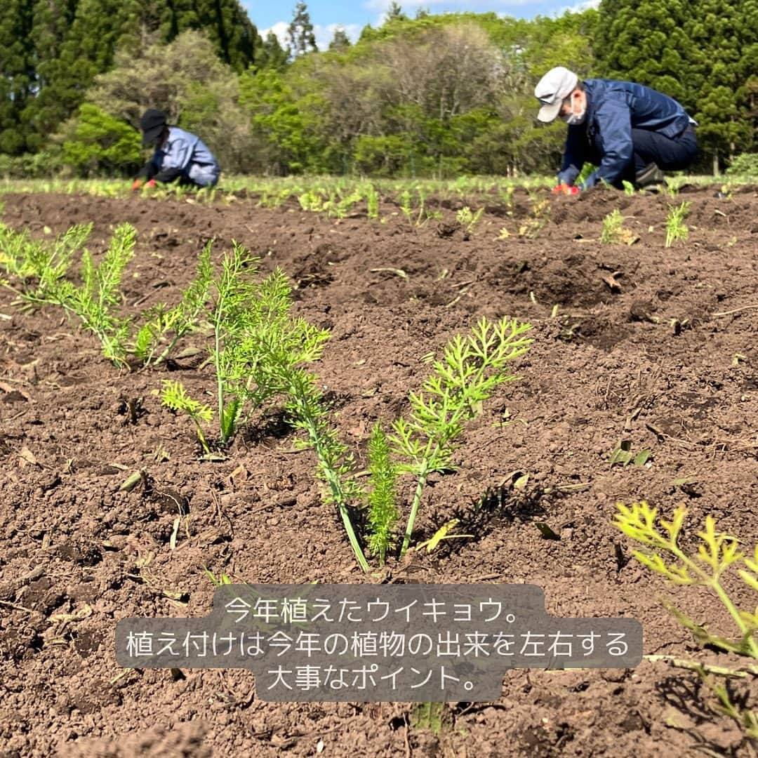 IGNIS イグニスさんのインスタグラム写真 - (IGNIS イグニスInstagram)「🌿白神研究所「産地からの便り」🌿ウイキョウの苗はふかふかの畑へ  5月は植え付けのシーズン！ 温室で十分な大きさと量に育った植物の苗を、 次は畑へ植えていきます。 今回植えた苗は、ウイキョウ。 今年も良く育ち、最高のコンディションで畑デビューです。  苗を植えている動画の手元にご注目！ 耕したばかりで土がふかふかしているのがわかりますか？  白神山地のふもとにある肥沃な土地だからこその、 このふっくらした土が植物をたくましくすこやかに育ててくれます。  植え付けは今年の植物の出来を左右する大事なポイントのひとつです。 毎年変わらない作業をしているように見えても、 より良い植物原料を育てるために 細かな改善を加えて少しずつ変化させています。  昨年畑に植えた2年目のウイキョウも芽を出しています。 今年植えた苗と比べてみてください。 昨年の間に地面の中に根をしっかり張り巡らせ、 茎は太く、葉の密度が高く、ずっしりとした立ち姿です。  しかし、ウイキョウが芽吹くということは、 雑草も芽吹くということ...。 ウイキョウの周りの栄養や日光を取られてしまわないよう、 早速、雑草を刈り取りました。  ✼••┈┈••✼••┈┈••✼ 植物の恵みを肌に届けるために。 植物を育むところからとことんこだわって。  白神研究所「産地からの便り」  研究員が綴る日記のアーカイブはプロフィールのURLか ハイライトからご覧いただけます🌿 @ignis_official ✼••┈┈••✼••┈┈••✼  #IGNIS #イグニス #白神研究所 #オーガニックファーム #こだわりの自然素材 #植物の力 #オーガニック #無農薬 #無農薬栽培 #白神山地 #栽培 #植物栽培 #白神産ウイキョウ #ウイキョウ #畑仕事 #苗植え #植え付け #トラクター #芽吹き #雑草取り #除草」5月19日 11時51分 - ignis_official