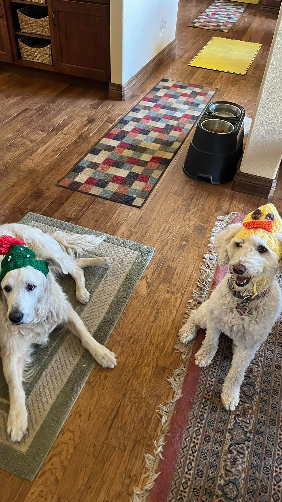 ダニエル・オシェイのインスタグラム：「So much love for Snow and Zoey! 🐶🦴」