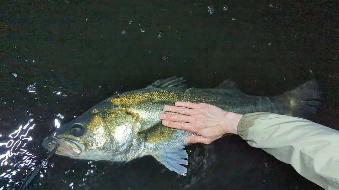 外山将平さんのインスタグラム写真 - (外山将平Instagram)「まさかここで…　　　　　　　　　　　　　　  湾奥運河モンスター出現🐟　　　　　　　　 体高やばすぎの86cm。　　　　　　 重さと、太さが半端なかったです。　　　　　　　　　　　　　　　　　　　　　　 ヒットルアーはスネコン130TG やってくれましたぜ…。　　　　　　　　　　 　　　　　　　　　　　　　　　　　　　　　　　　 #BlueBlue #アングラーズマイスター　　　　　　　　　　　　　　　　　　　　　　　　　　　　　　　 #TOKYO　　　　　　　　　　　　　　　　　　 #スネコン130TG　　 　　　　　　　　　　　　　　　　　　　 　　　　　　　　　　　　　　　　　　　　　　　　　 　　　　　　　　　　　　　　　　　　　　　  ◆釣りにかかわらず､出たゴミは持ち帰りましょう！ 一人一人の意識で自然は守れます。 釣り場､自然を大切に🐟　　　　　　　　　　　　　　　　  ◆キャスト時は必ず後方確認をして ルアーや針が歩行者､同行者に当たらないようにしましょう。　　　　 　　　　　　　　　　　　　　　　　　　　　　　　　　　　　　 ◆釣り際はライフジャケット着用をお願い致します。　　　　　　　 命を守りましょう！　　　　　　　　　　　　 　　　　　　　　　　　　　　　　　　　　　 ◆YouTube⇩(始めました！チャンネル登録お願いします😊) https://youtube.com/channel/UC07x3DbJCNv_gAFvAjaWQMQ　　　　　　　 　　　　　　　　　　　　　　　　　　　　　  ◆アングラーズ↓🎣 将平(syohei) https://anglers.jp/users/530231 こちらもチェックお願い致します🐟　　　　　　　  ◆Twitter↓ https://mobile.twitter.com/syohei_1108 こちらもフォロー宜しくお願い致します！🙇‍♂　　　　　 　　　　　　　　　　　　　　　　　　　　　　　　　　　　　　　　　　　　　　　　　　　　　　　 　　　　　 　　　　　　　　　　　　　　　　　　　　 　　　　　　　　　　　　　　　　　　　　　　　　　　　　 #今日の外山 #俳優 #外山将平  #釣り好きな人と繋がりたい #釣りスタグラム #シーバス #東京湾奥 #釣りの成長記録 #釣りで人生を豊かに  #fishing #lurefishing #lure #bass #catchandrelease #fish #fishinglife #bigfish #lunker #angling #instafish  #bassfishing #seabass」5月19日 12時24分 - syohei_toyama