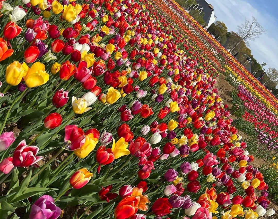 トキさんのインスタグラム写真 - (トキInstagram)「🌷🌷🌷🌷🌷🌷🌷🌷 虹色チューリップ🌷本当に綺麗で感動〜！ お花畑は癒されるしだいすき #aldious #アルディアス #aldioustoki」5月19日 13時02分 - aldioustoki