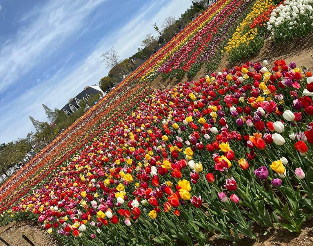 トキさんのインスタグラム写真 - (トキInstagram)「🌷🌷🌷🌷🌷🌷🌷🌷 虹色チューリップ🌷本当に綺麗で感動〜！ お花畑は癒されるしだいすき #aldious #アルディアス #aldioustoki」5月19日 13時02分 - aldioustoki