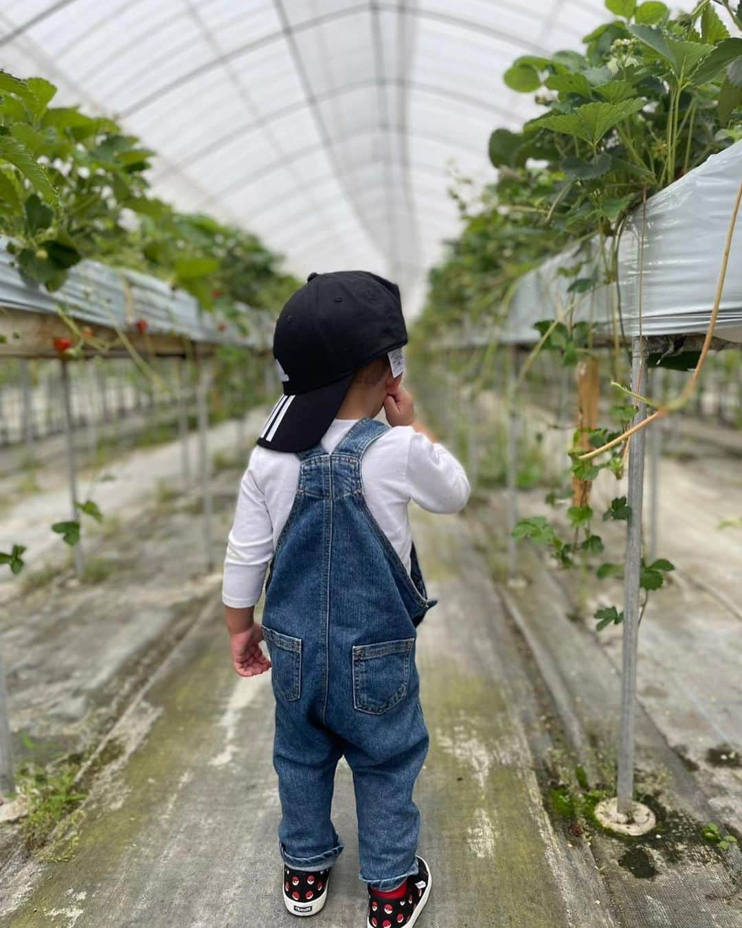 Raffi Ahmadさんのインスタグラム写真 - (Raffi AhmadInstagram)「Jadi Harvest Moon ceritanya di Jepang 🇯🇵」5月19日 13時18分 - raffinagita1717