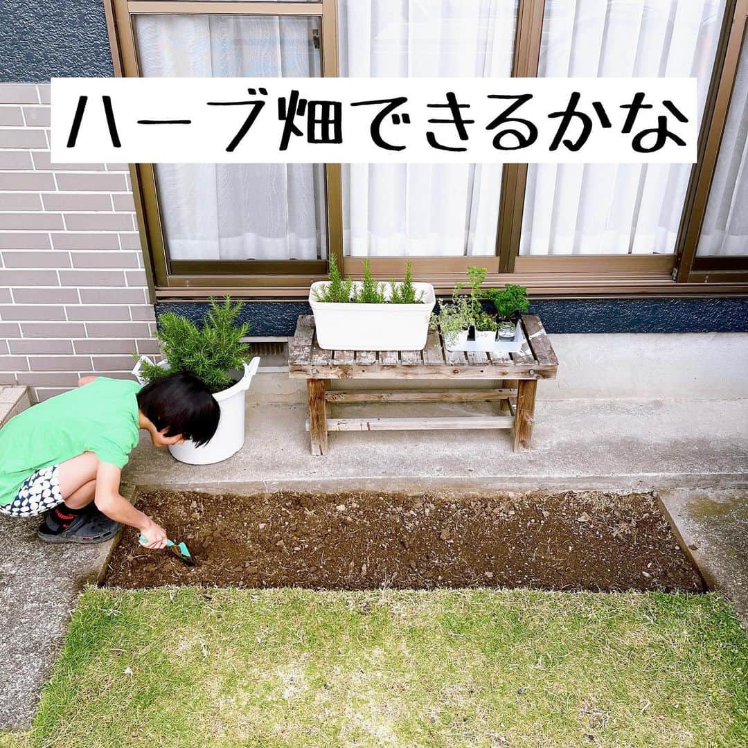 トテンのインスタグラム：「できるかな。できないかな（笑） 枯らし屋の私が、ハーブの地植えに初めて「まじめに」取り組んでみたいと思います🙌🏻 ハーブの爽やかに香る料理が大好きです(食い気)。がんばります🍙  場所は南向きの庭、リビング脇の一部。駐車スペースの都合上、縦長でちんまりしています。  まずは、伸び放題の芝をベリベリ剥がして、30cm深さまで掘り起こしてみます。  芝の下はさっそくカチカチの粘土が現れ、小石がモリモリ混ざっていました⤵️ 専門の鍬などは持っていないので、バールやスコップで全体重をかけながらちょっとずつ崩していきます。  ふるいにかけて、石や、塊の粘土は処分します。 町ではゴミとして出せないのでパン屋さんでいろんな方に聞いてみたところ、 とある古民家カフェのオーナーさんが「うちの店の庭の穴に入れて良いよ」と言ってくださいました😳 パン屋さんの粉袋で4袋以上になってしまったので、大変ありがたいお話です🙏🏻✨✨  土の量が減った分は、ハーブが元気に育つための土をホームセンターで買い揃え、健康な土壌づくりをしてみたいと思います。  すぐ近くにホームセンターがあるのも本当に運が良かったです😂💕」