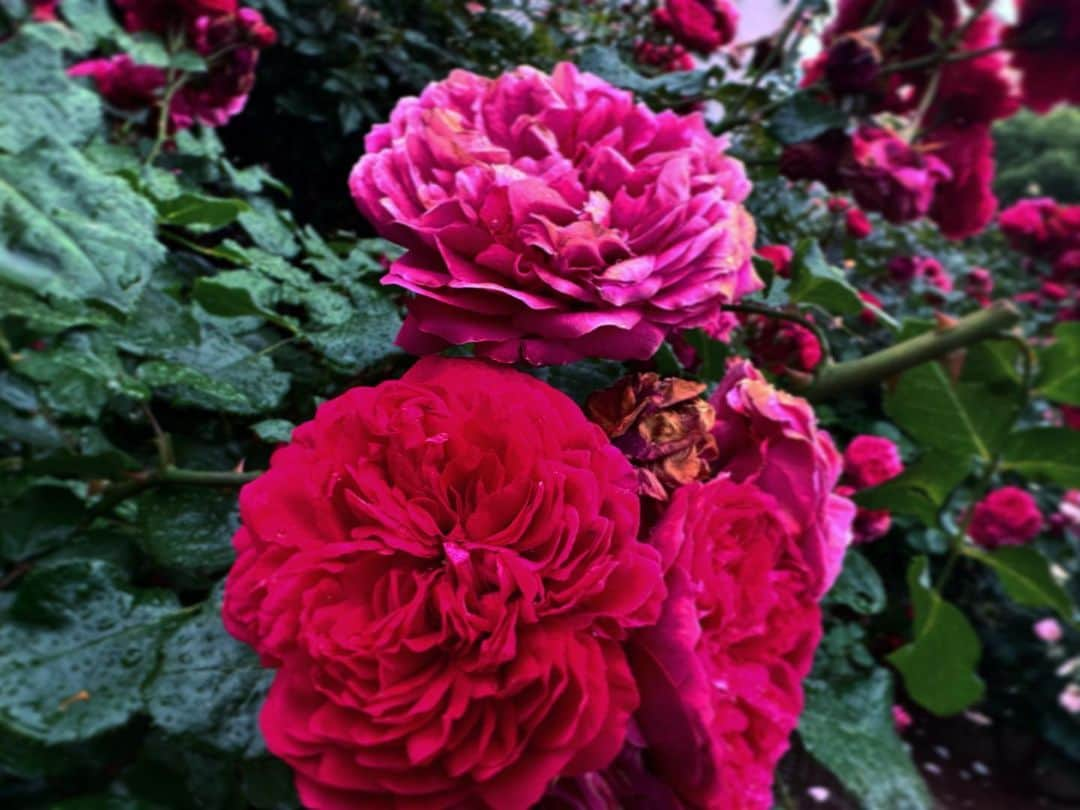 宍戸留美のインスタグラム：「#薔薇 #rose #rain」