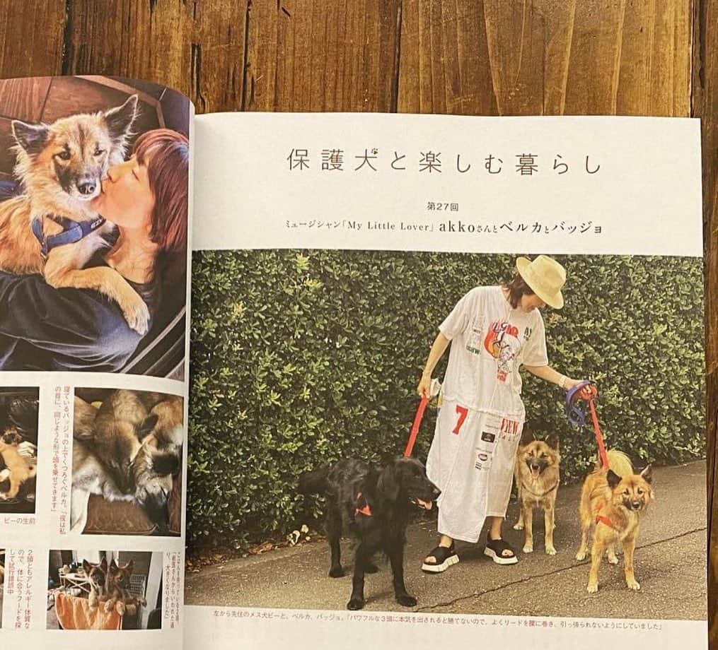 のインスタグラム：「本日発売のマガジン『天然生活』7月号の❣️ 連載ページ「保護犬と楽しむ暮らし」に❣️ 私と愛犬たちが掲載されましたー💕💕💕  インタビューでは話さなかったことですが、、 以前多頭飼いを検討していた犬友に、 2頭引き取って大変じゃないですか？ と聞かれました。 でもその時私は、 大変さは2倍だけど喜びは4倍よ😊👍 と答えたのです。 その犬友は今大型犬を2頭飼っていて、 本当に喜びは4倍以上だった！笑 と話しています☺️  保護犬たちにはいろいろな経験をしてる子たちが多くいますが、根気強く気長に向き合っていけば、きっと素晴らしい関係性が築けるのだと思います。 動物を飼うということは、お金と時間がかかる！ということだけは覚悟して🫡ですけどね😉😊 ぜひマガジンをチェックして下さいねー❣️ #akko #akkostagram #mll #天然生活 #保護犬と楽しむ暮らし」
