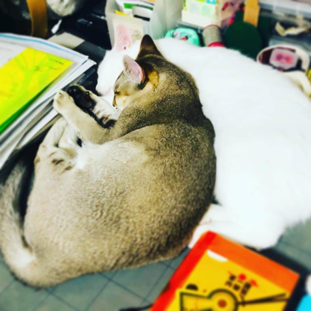 水谷さるころのインスタグラム：「なかよし　#おファルにゃん　#おチェルにゃん」
