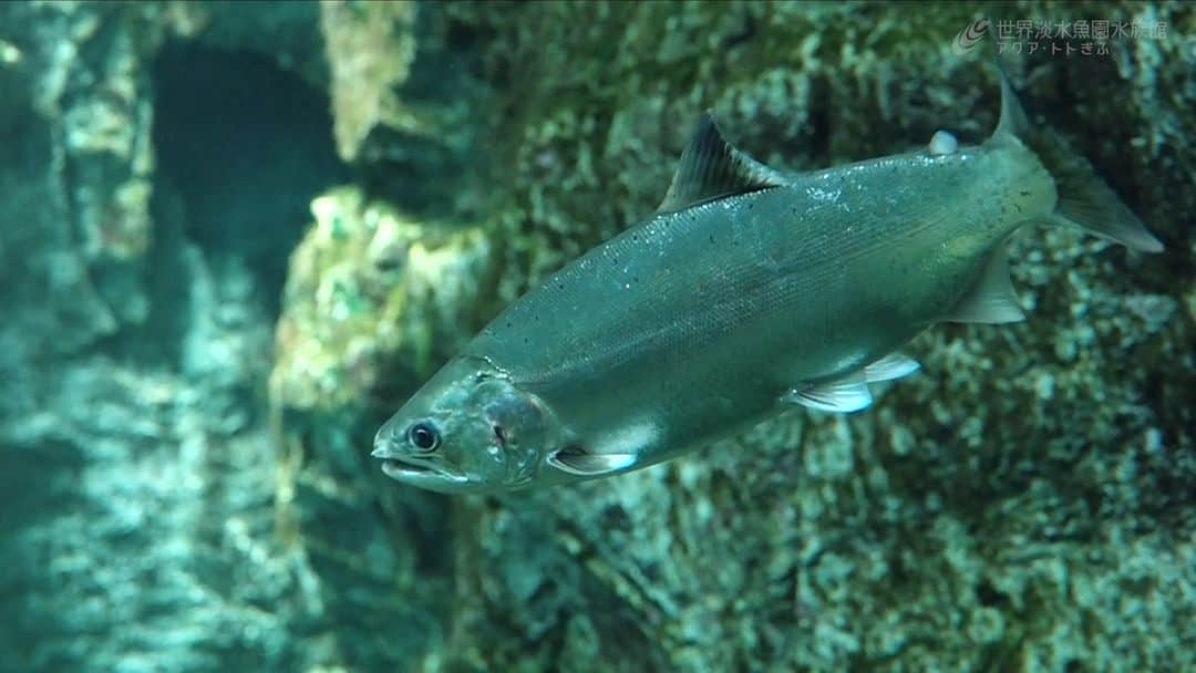 世界淡水魚園水族館 アクア・トト ぎふのインスタグラム：「今年も長良川のサツキマスを展示しました。  サツキマスは上流域に生息するアマゴが海へ下り、産卵のため川を遡上してきたものです。 サツキの花が咲く頃に川を上りはじめることからサツキマスと呼ばれます。  長良川をはじめ、木曽三川などにたくさん生息していましたが、河川環境の変化などにより数が減りつつあります。  展示を通して身近な川にもこんな生き物がいることを知っていただけると嬉しいです。  #アクアトト #水族館 #aquarium #梅雨 #サツキ #アマゴ #サツキマス #長良川  #オアシスパーク #河川環境楽園」