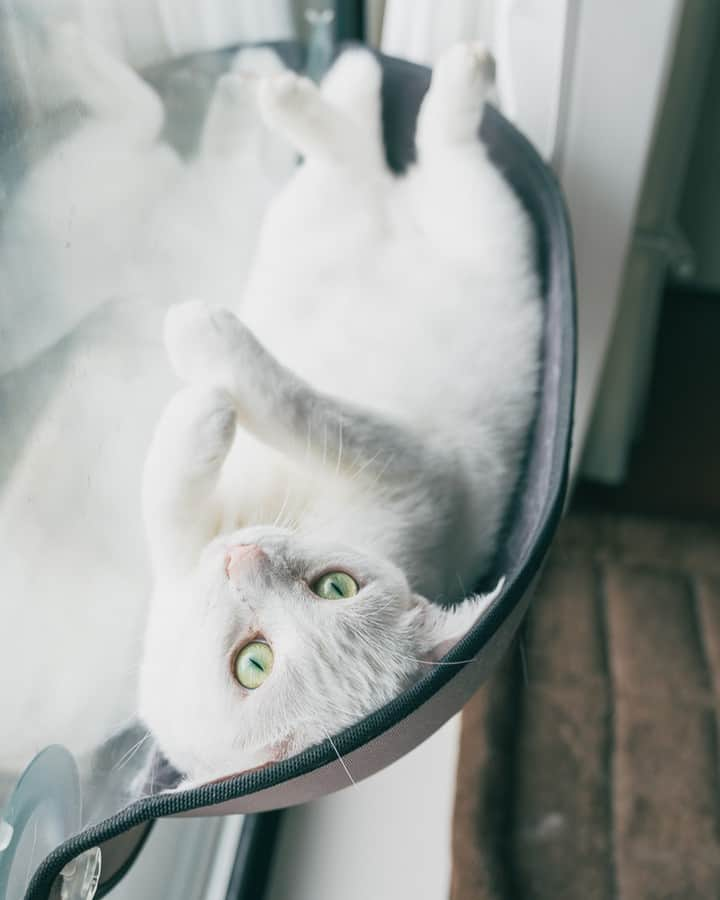 浅野真澄のインスタグラム：「今日の写真：  外は雨。おもちはガラス窓にくっつけた猫用ハンモックに仰向けになって、悠々と雨を眺めております。  #保護猫 #保護猫との暮らし #保護猫里親 #保護猫部 #catstagram_japan #catoftheday #rescuecats #rescuecatsofinstagram #猫多頭飼い #catstagram #保護猫出身 #猫のいる暮らし #保護猫を家族に #rescuecat #白猫 #白猫部 #whitecat #whitecatsclub #whitecatstagram」