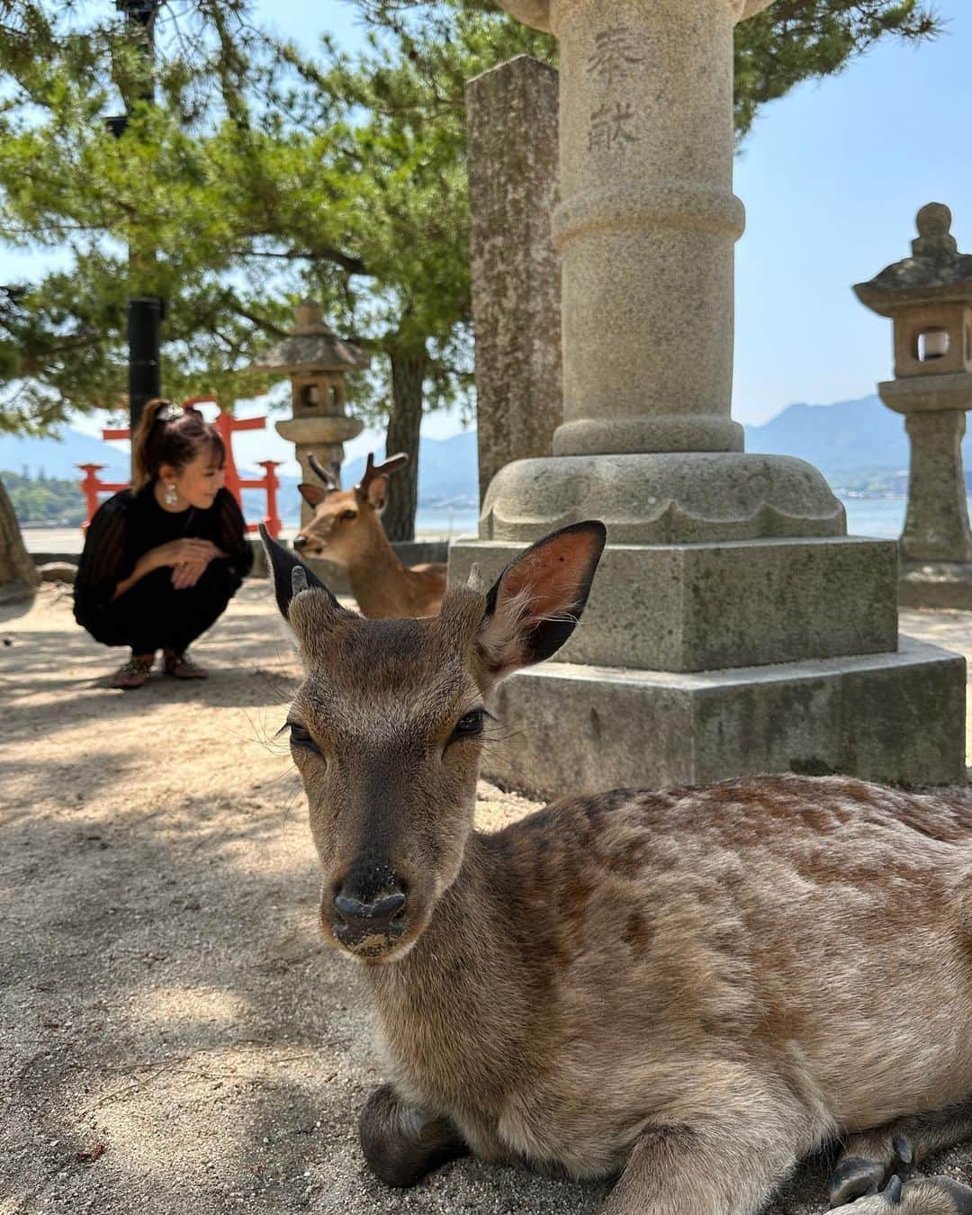 大河内美紗さんのインスタグラム写真 - (大河内美紗Instagram)「G7広島サミット開催目前の広島へ✈️宮島で日本三景達成❣️潮の満ち引きで表情が変わり時間毎で楽しめました🌊鹿ちゃん可愛すぎた🦌平和記念公園と原爆資料館へ✨世界中からたくさんの方が訪れ、歴史と向き合う姿に関心の高さを改めて感じることができました。この時期に広島でG7サミットが開催されるのは大変意味のあることで素晴らしいです🇯🇵✨開催中は島や平和記念公園は立ち入りができなくなり厳戒態勢が続きます。音楽と向き合いながら過ごせている日常に感謝し、世界の平和を心より祈るばかりです🌎🕊️ #広島 #g7 #厳島神社 #宮島 #hiroshima #民謡 #民謡旅 #平和記念公園 #japan」5月19日 14時56分 - misa_okochi