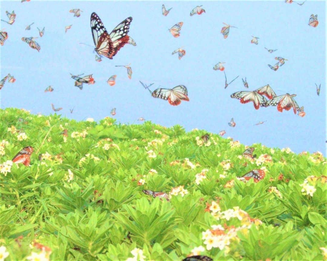 九州電力さんのインスタグラム写真 - (九州電力Instagram)「ふわふわと楽しげに滑空する数千頭の蝶々🦋🌼 . 大分県東国東郡姫島村は、初夏と秋に最大2000キロを移動する蝶「アサギマダラ」の中継・休息地として知られています🦋 . 5月上旬～6月上旬頃は、姫島北部の「みつけ海岸」でスナビキソウの蜜を求めて飛来し羽を休めます。多い時には1000頭を超え、乱舞するアサギマダラを観察できるスポットです👀✨ . ※写真提供：姫島村役場 企画振興課 ※写真は過去に撮影されたものです。 . お届けする九州の風景が、皆さまの元気や癒しになれば幸いです🍀 . #九州電力 #大分 #国東半島 #姫島 #ジオパーク #姫島村 #アサギマダラ #蝶々 #蝶 #🦋 #スナビキソウ」5月19日 17時00分 - kyuden_official