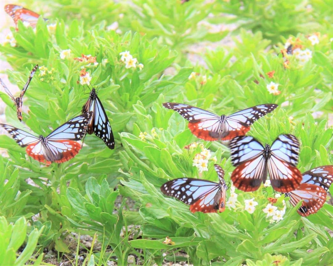 九州電力さんのインスタグラム写真 - (九州電力Instagram)「ふわふわと楽しげに滑空する数千頭の蝶々🦋🌼 . 大分県東国東郡姫島村は、初夏と秋に最大2000キロを移動する蝶「アサギマダラ」の中継・休息地として知られています🦋 . 5月上旬～6月上旬頃は、姫島北部の「みつけ海岸」でスナビキソウの蜜を求めて飛来し羽を休めます。多い時には1000頭を超え、乱舞するアサギマダラを観察できるスポットです👀✨ . ※写真提供：姫島村役場 企画振興課 ※写真は過去に撮影されたものです。 . お届けする九州の風景が、皆さまの元気や癒しになれば幸いです🍀 . #九州電力 #大分 #国東半島 #姫島 #ジオパーク #姫島村 #アサギマダラ #蝶々 #蝶 #🦋 #スナビキソウ」5月19日 17時00分 - kyuden_official