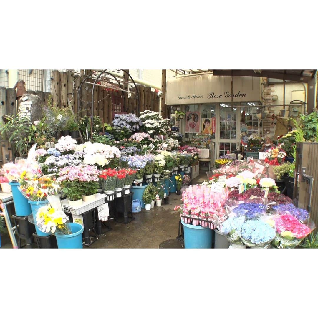 森武史さんのインスタグラム写真 - (森武史Instagram)「アメブロを投稿しました。 『 #ローズガーデン 大阪・大東市』 #アメブロ   ブログに詳細載せました！このインスタのプロフィールのURLから御覧になれます！」5月19日 15時30分 - takeshimori.free.tar.ana