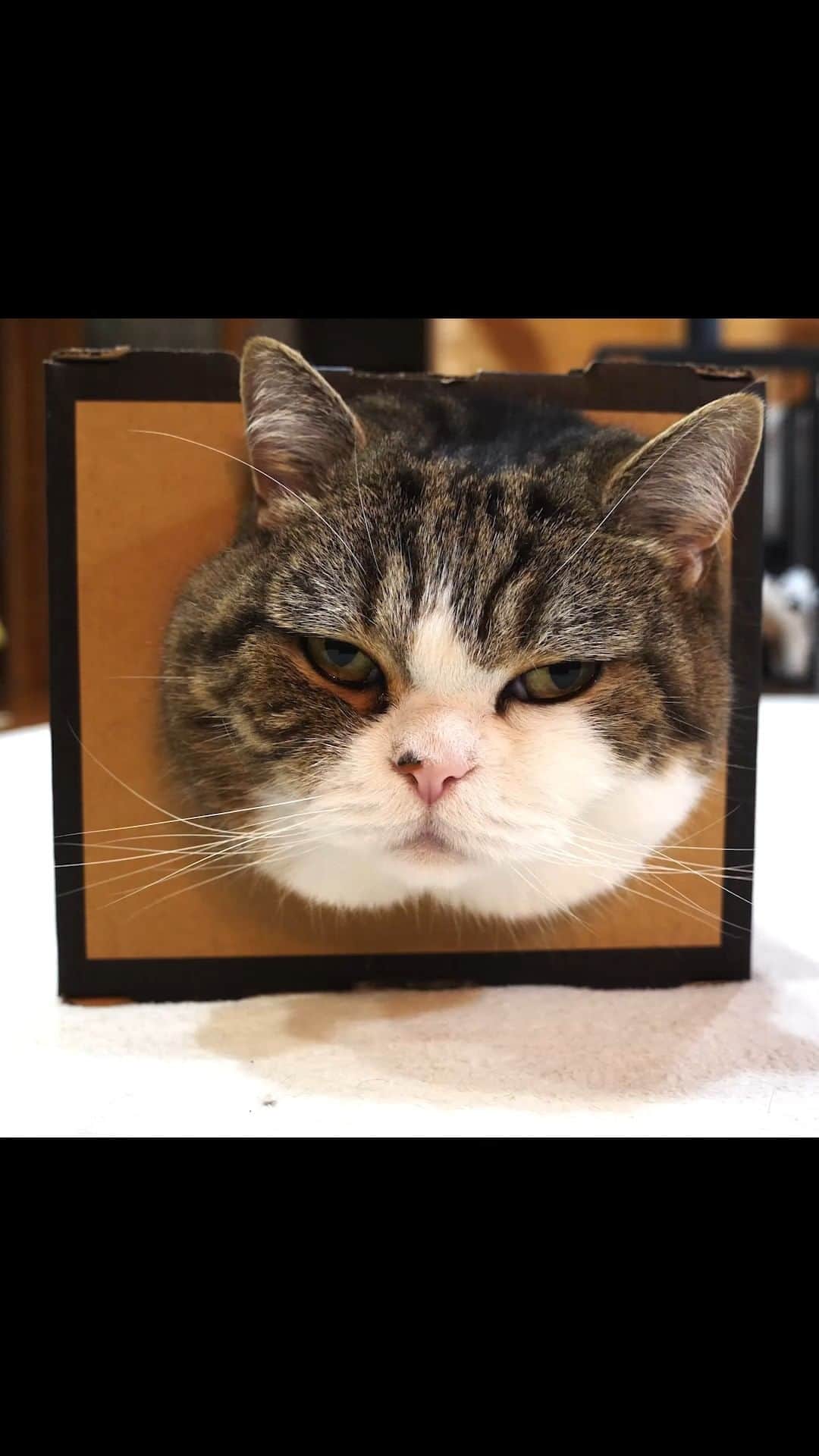 のインスタグラム：「何が一番面白いかわかってらっしゃるまるさん。 Maru knows what's funniest.  #まる #猫 #Maru #cats #素が一番面白い猫」