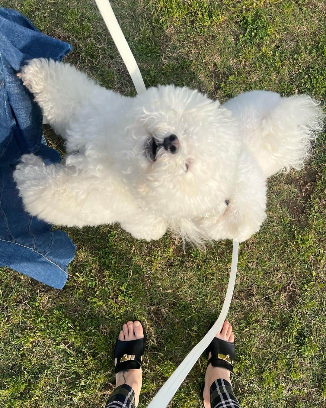 濱野りれさんのインスタグラム写真 - (濱野りれInstagram)「Kamakura(鎌倉) walking💙 I had fun at the beach and dinner with dogs. It's only an hour's drive from Tokyo. I'm sure I'll have more opportunities to come to Kamakura again with pups!  昨日はライブ配信ありがとうー💙 配信の後鎌倉さんぽしてきたよ！ ご飯おいしくてびっくりした！  全身みたいってコメントで多かったので親友ちゃんにカメラマンお願いしました🙇‍♀️❤︎  #kamakura #kamakurajapan #gardenhouse #gardenhousekamakura #kamakuradog #japantravel #japantrip #loewe #louisvuitton #鎌倉 #鎌倉グルメ #鎌倉カフェ #ガーデンハウス鎌倉 #わんこokカフェ #わんこ同伴可 #由比ヶ浜」5月19日 16時11分 - riregram