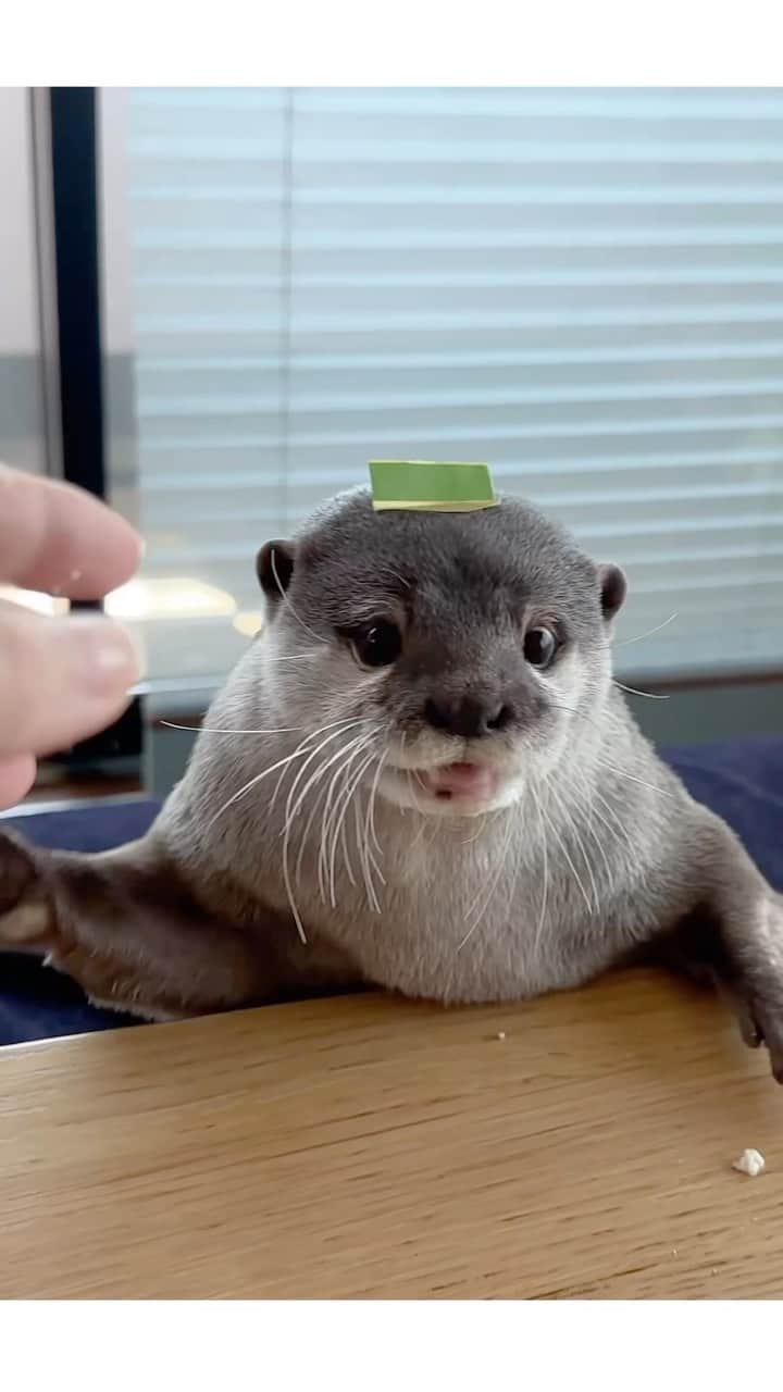 カワウソ コタロー&ハナのインスタグラム：「Hana’s eating chicken with tape on her head🍗 マスキングテープつけてチキン食うハナコロ . .‬ ‪.‬ #カワウソ #コツメカワウソ #カワウソハナ #コタロー  #カワウソコタロー #otter #otters #baby #cute #小動物 #動物 #ペット #pet #かわいい #かわうそ #もふもふ #animal #수달  #귀여워 #水獺 #loutre #lontra #lutra #выдра #นาก #petstagram #otterlove #kotarotheotter #otterkotaro」