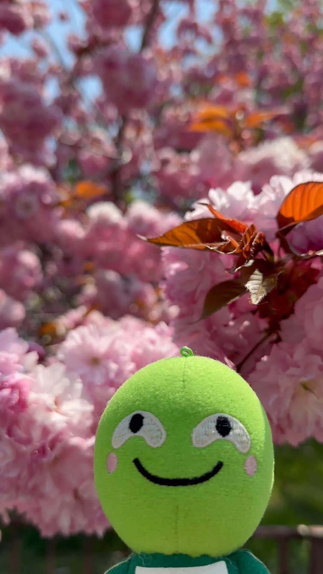 まりもっこりのインスタグラム：「北海道はまだまだ少し桜が楽しめです😉 #まりもっこり  #桜」