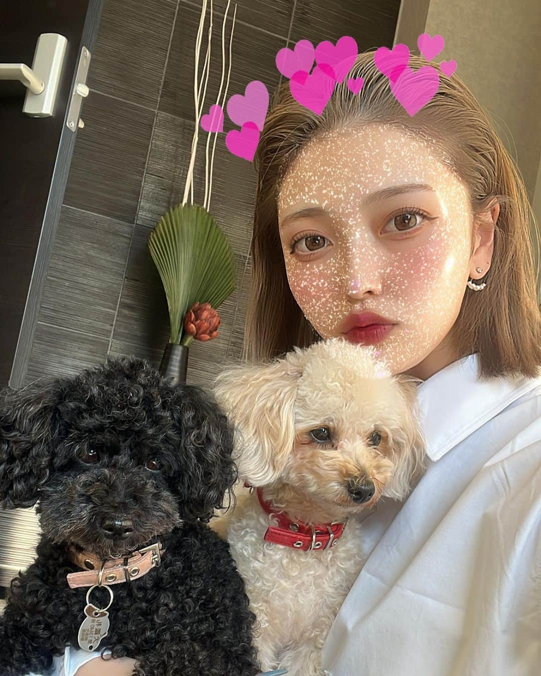 櫻井音乃さんのインスタグラム写真 - (櫻井音乃Instagram)「モジャモジャ愛犬達とスリーショット🐩 2匹ともお膝から離れないの可愛い❤︎」5月19日 16時30分 - o_to.08