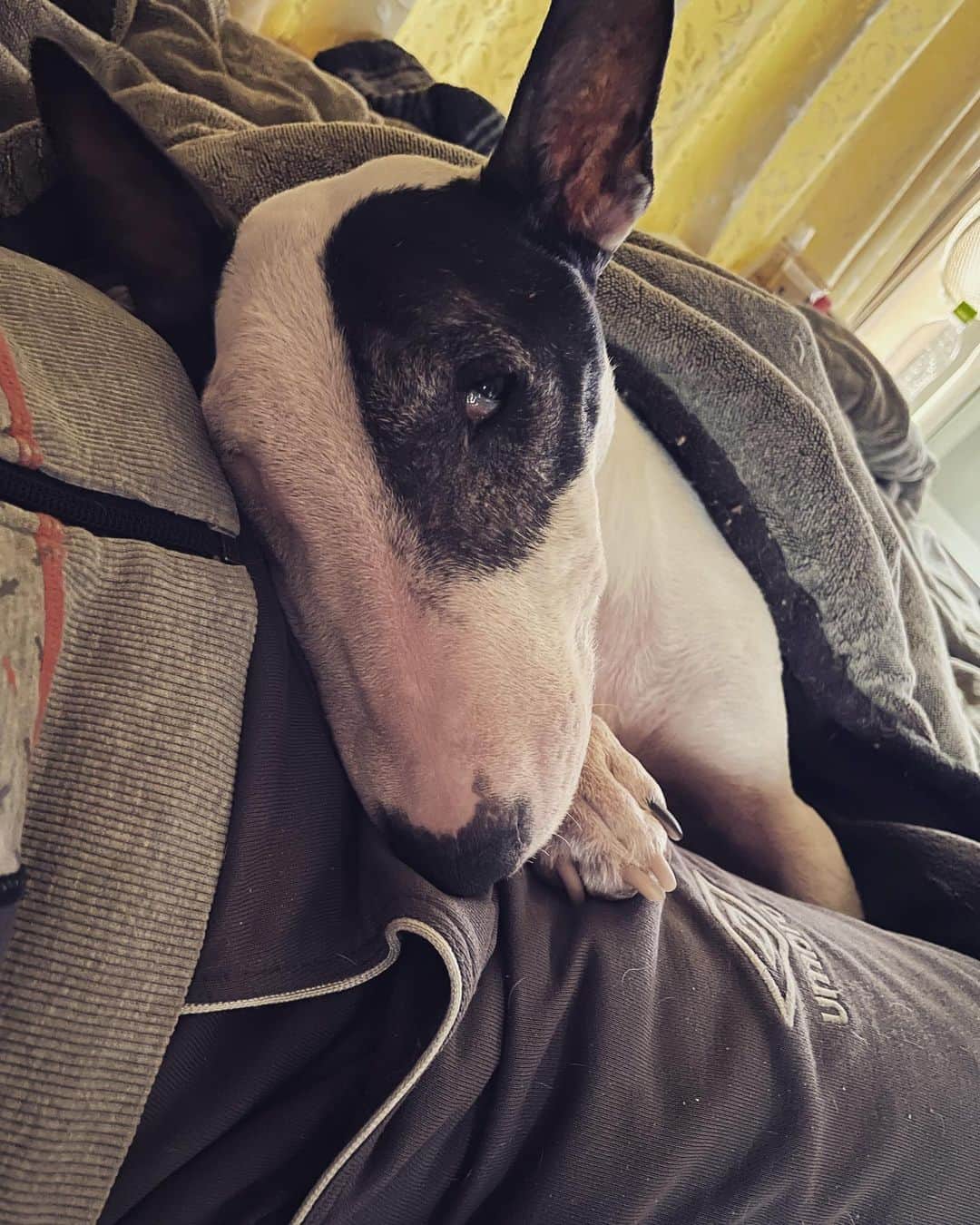 Q太郎さんのインスタグラム写真 - (Q太郎Instagram)「#minituru#bull#terrier#minibullterrier#miniturubullterrier#dog#dogstagram#cute#qtaro#love#family#ミニチュア#ブルテリア#ミニチュアブルテリア#Q太郎」5月19日 16時41分 - qtaro.jun