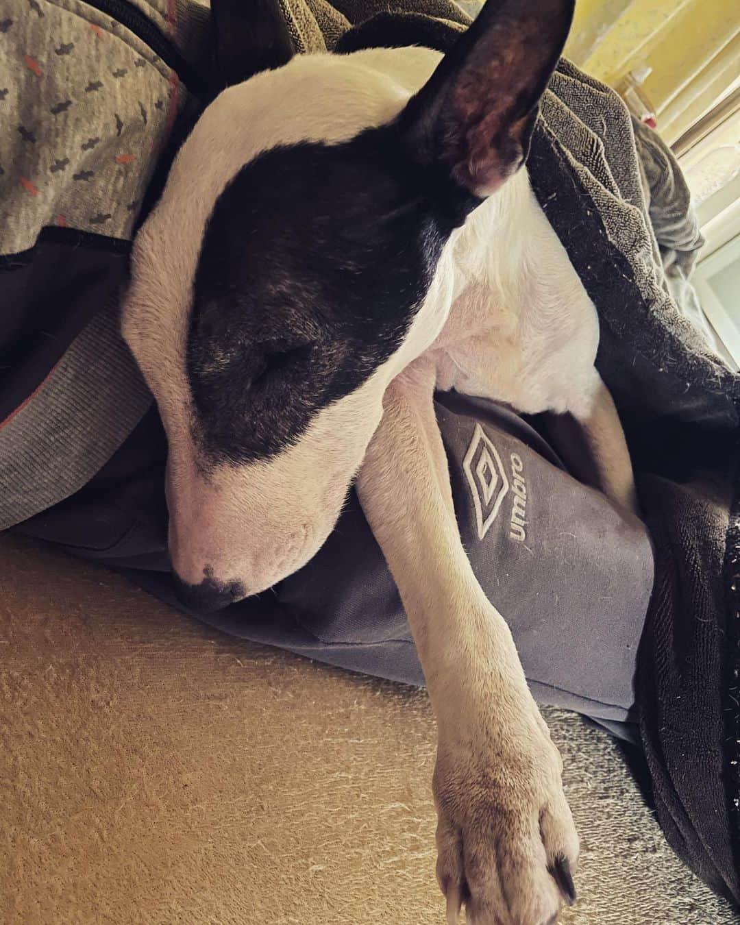 Q太郎さんのインスタグラム写真 - (Q太郎Instagram)「#minituru#bull#terrier#minibullterrier#miniturubullterrier#dog#dogstagram#cute#qtaro#love#family#ミニチュア#ブルテリア#ミニチュアブルテリア#Q太郎」5月19日 16時41分 - qtaro.jun
