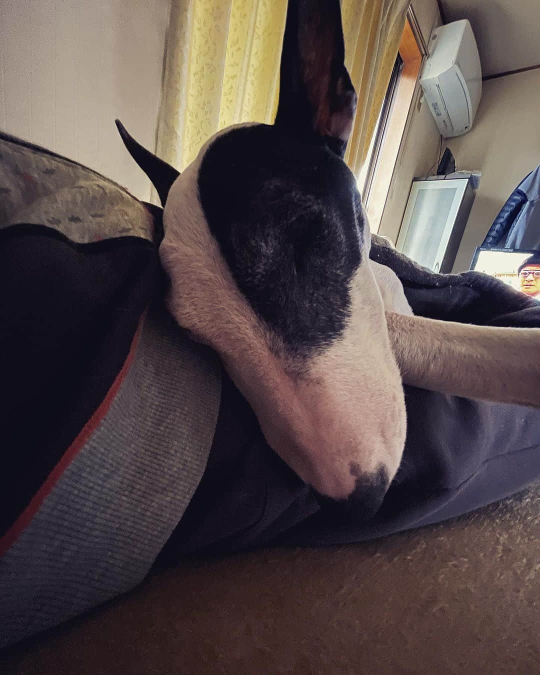 Q太郎さんのインスタグラム写真 - (Q太郎Instagram)「#minituru#bull#terrier#minibullterrier#miniturubullterrier#dog#dogstagram#cute#qtaro#love#family#ミニチュア#ブルテリア#ミニチュアブルテリア#Q太郎」5月19日 16時41分 - qtaro.jun